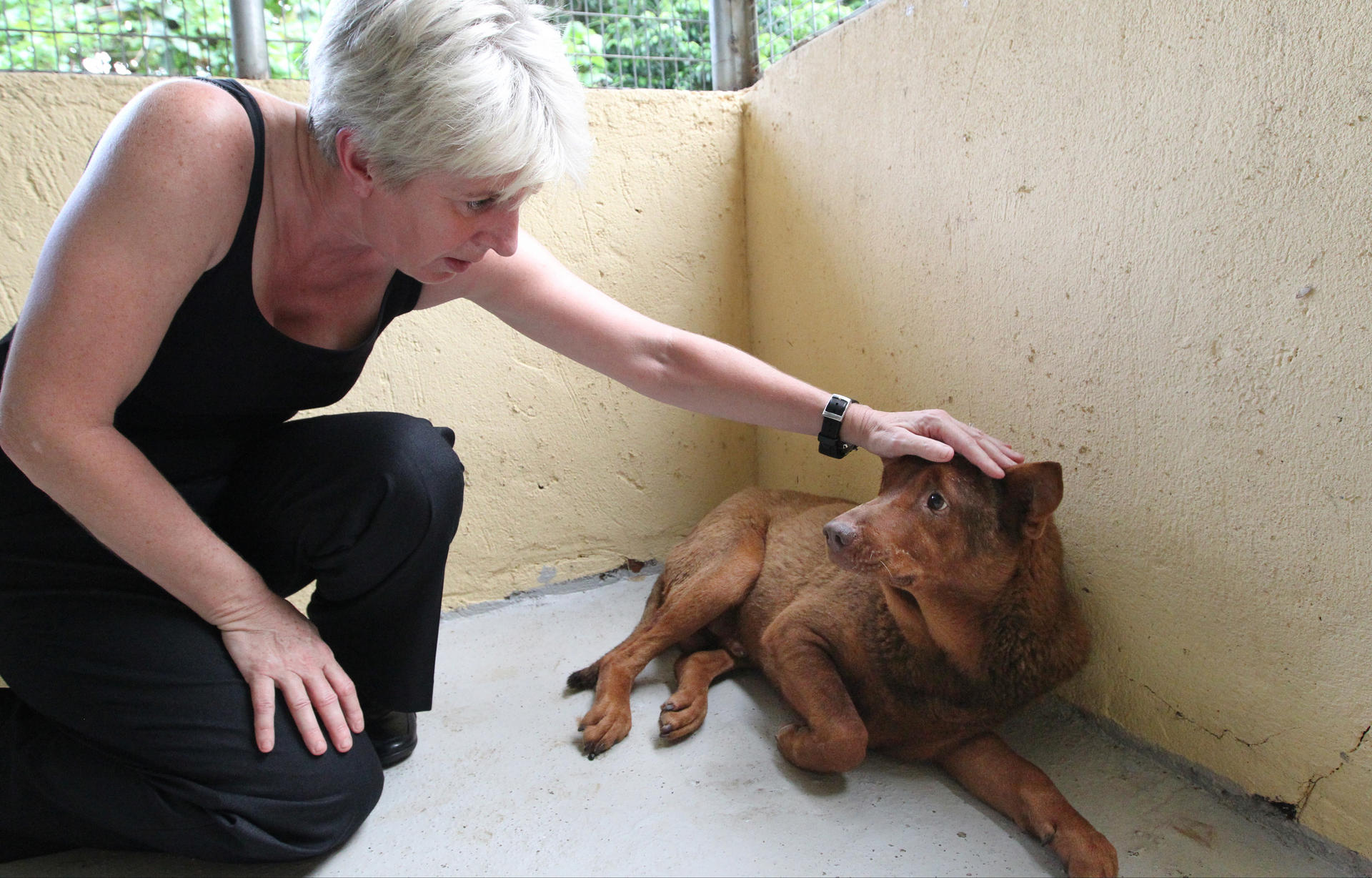 Volunteer Sue Bradley pampers Red Dog. Photo: Nora Tam