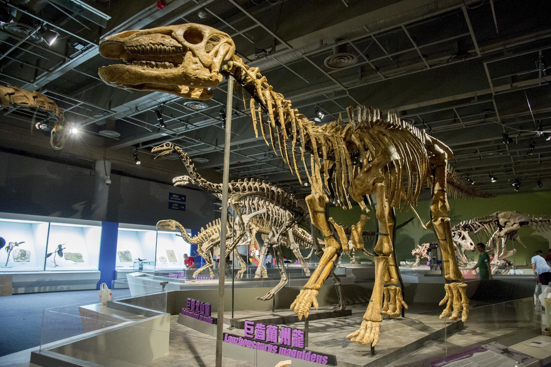 Lanzhousaurus magnidenson show at the HK Science Museum.