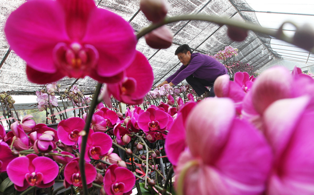 Li Wing-keung, owner of Keung Kee Garden in Tai Po, tends to his orchids plants ahead of Lunar New Year. Retailers have blamed the value of the yuan, cold weather and high costs for rising prices of the fruit and flowers. Photo: Sam Tsang