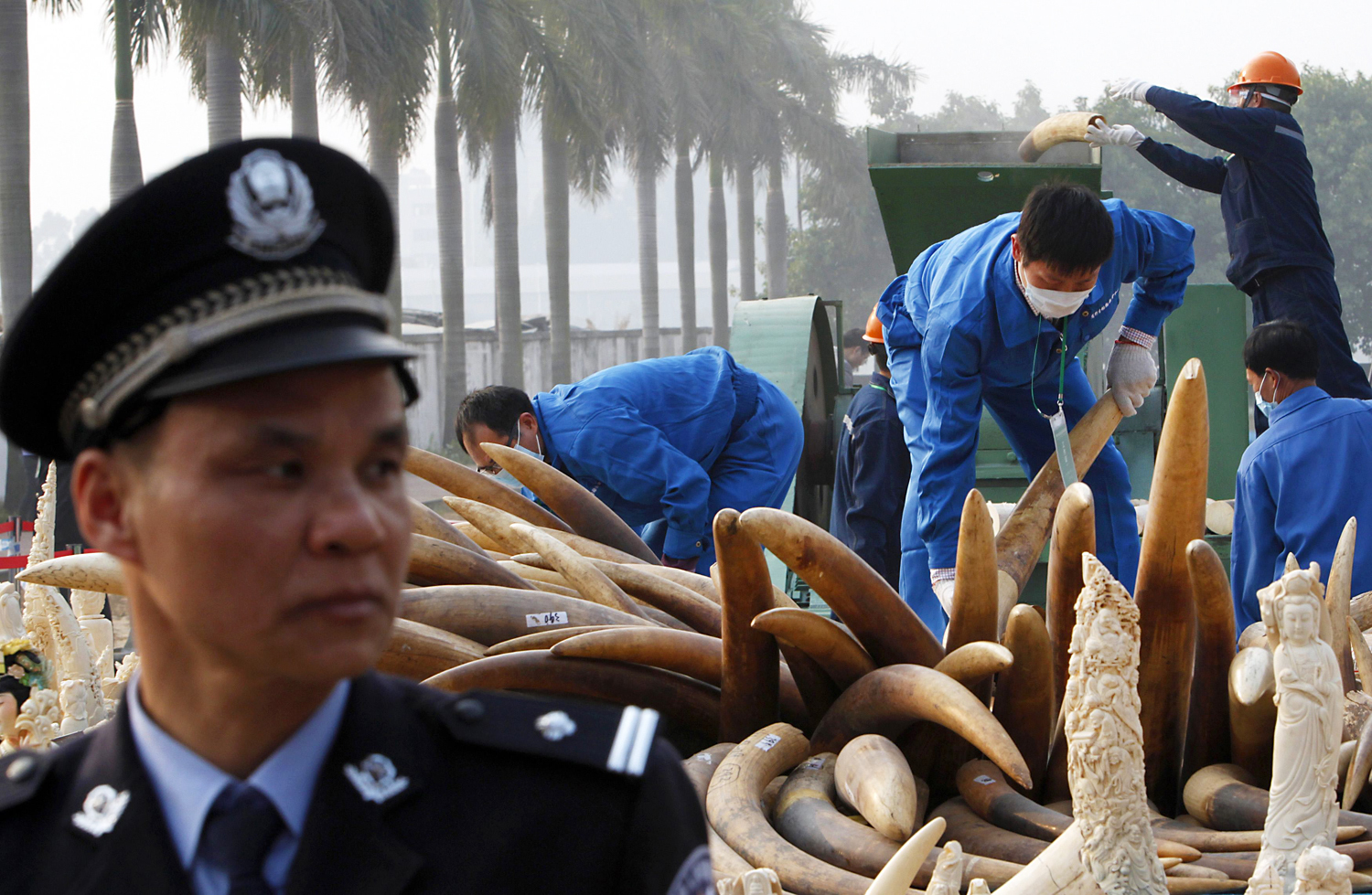 A police officer stands guard as workers destroy 6.2 tonnes of confiscated ivory in Dongguan, Guangdong on January 6, 2014. Photo: Reuters