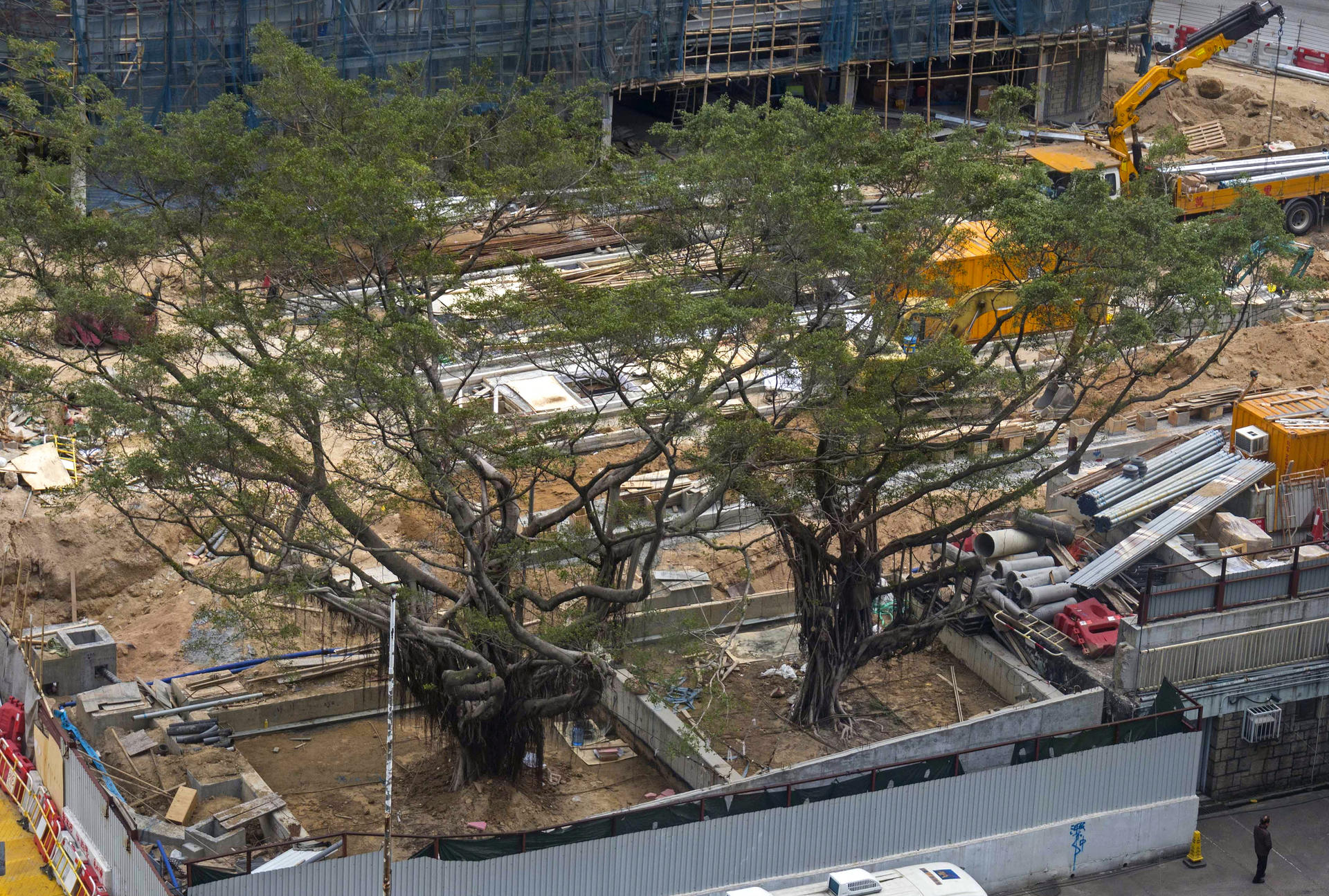 The two banyan trees in their new location after being transplanted. Photo: The Conservancy Association