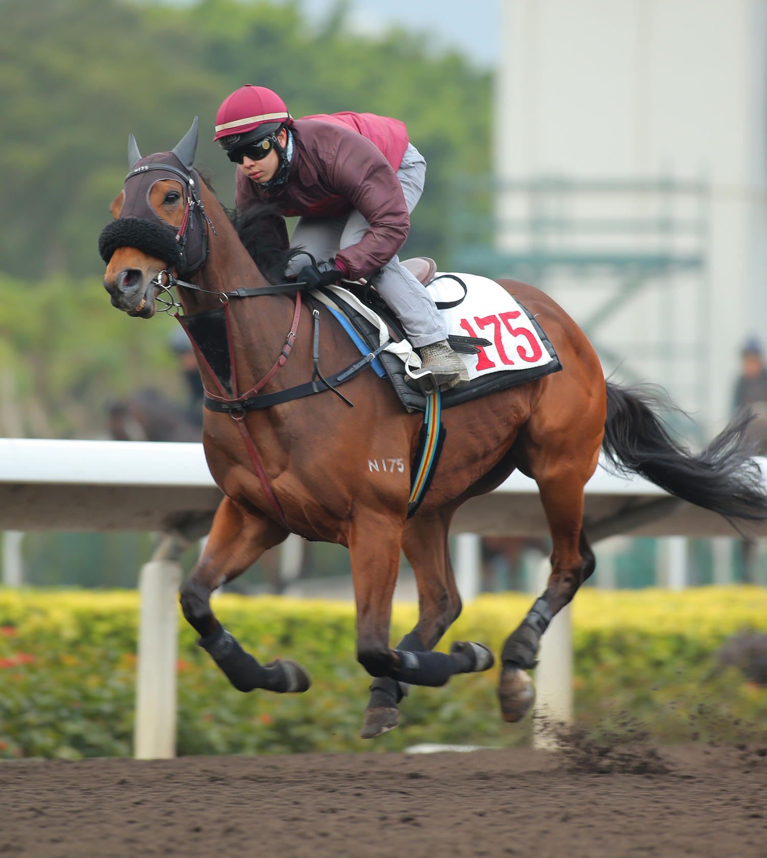 Military Attack, pictured galloping on the all-weather track at Sha Tin, is among five of John Moore's runners in the Gold Cup. Photo: Kenneth Chan
