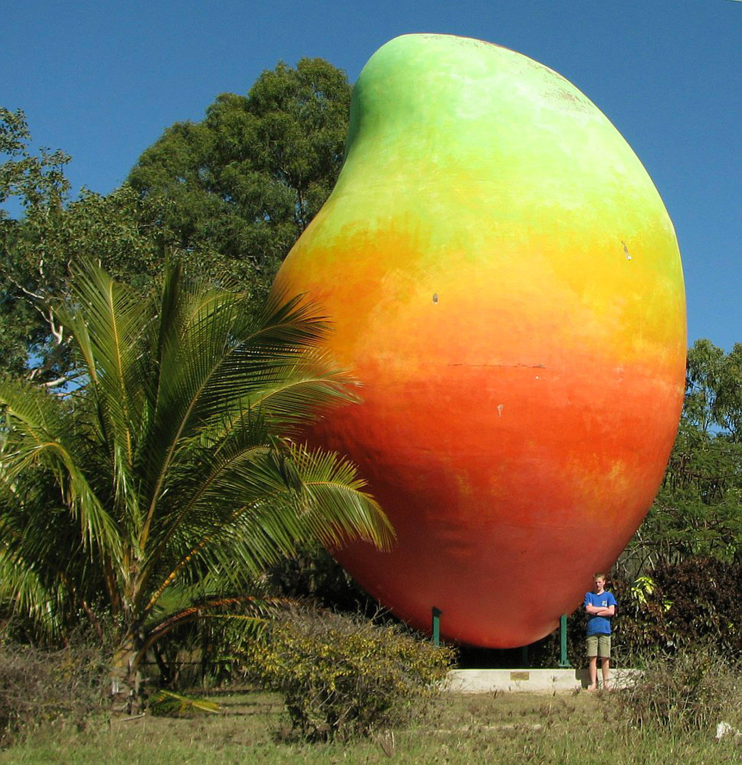 Lost' Big Mango found in Australia | South China Morning Post, image size:1467x1512
