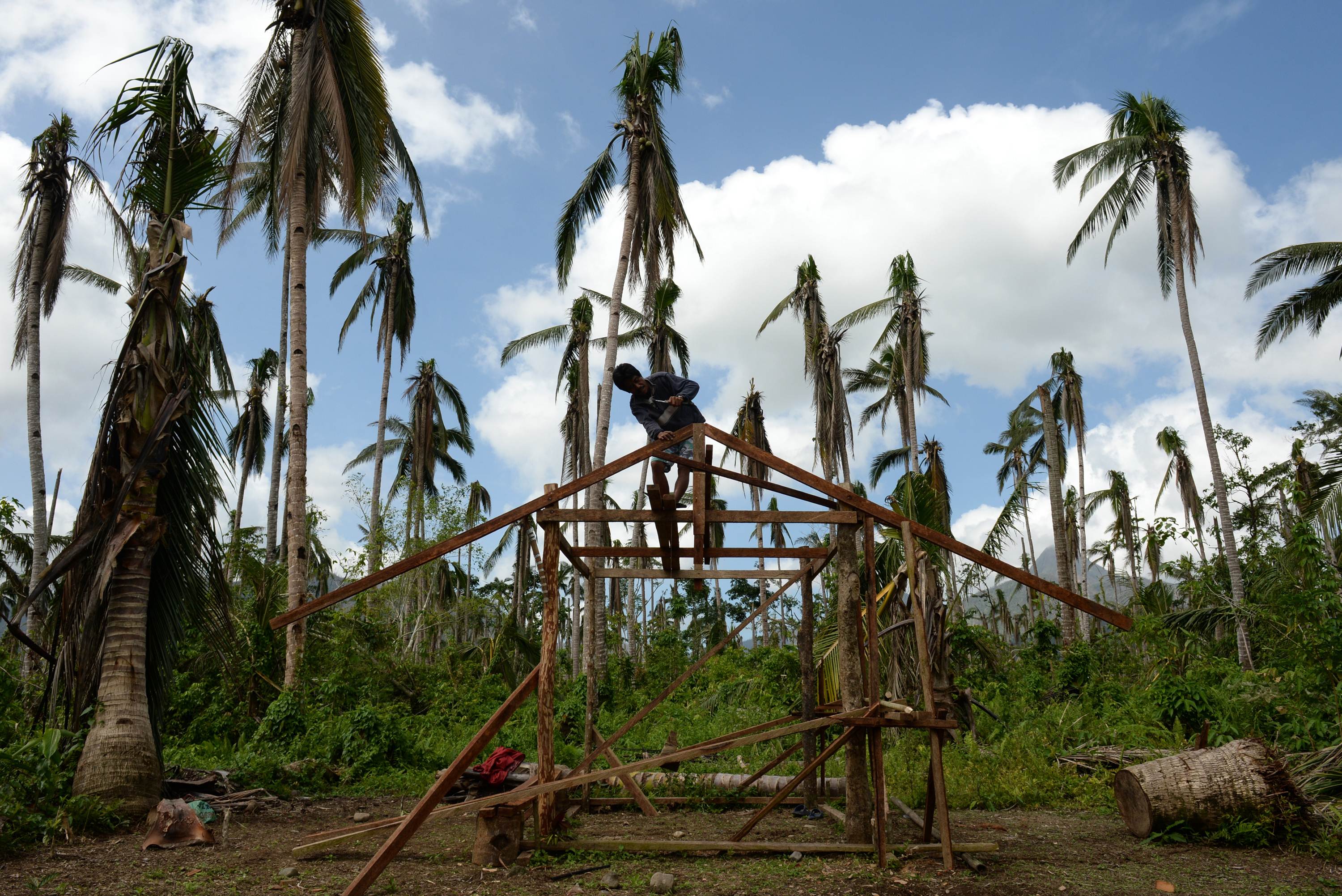 A typhoon survivor starts to rebuild his house on a plantation of destroyed coconut trees near Jaro Town, in Leyte province. Photo: AFP