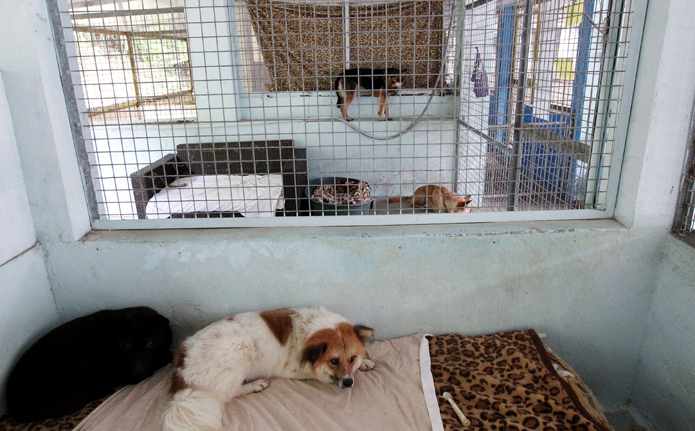Sai Kung Stray Friends Society kennel and adoption centre