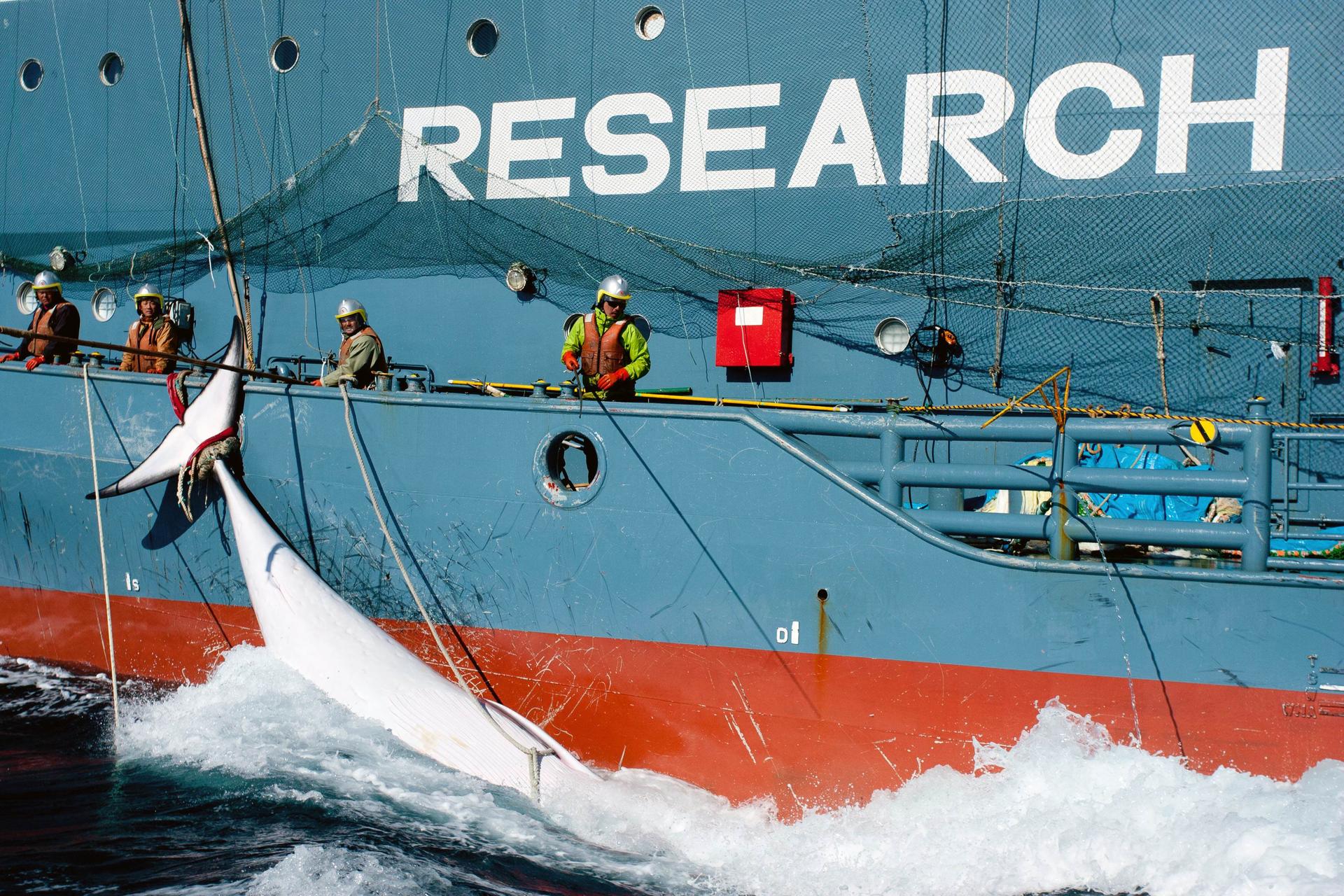 Japan has been the most active of the whaling nations to use the scientific research provision of the international treaty on whaling to continue killing the marine mammals and retain a market for their meat. Photo: AFP
