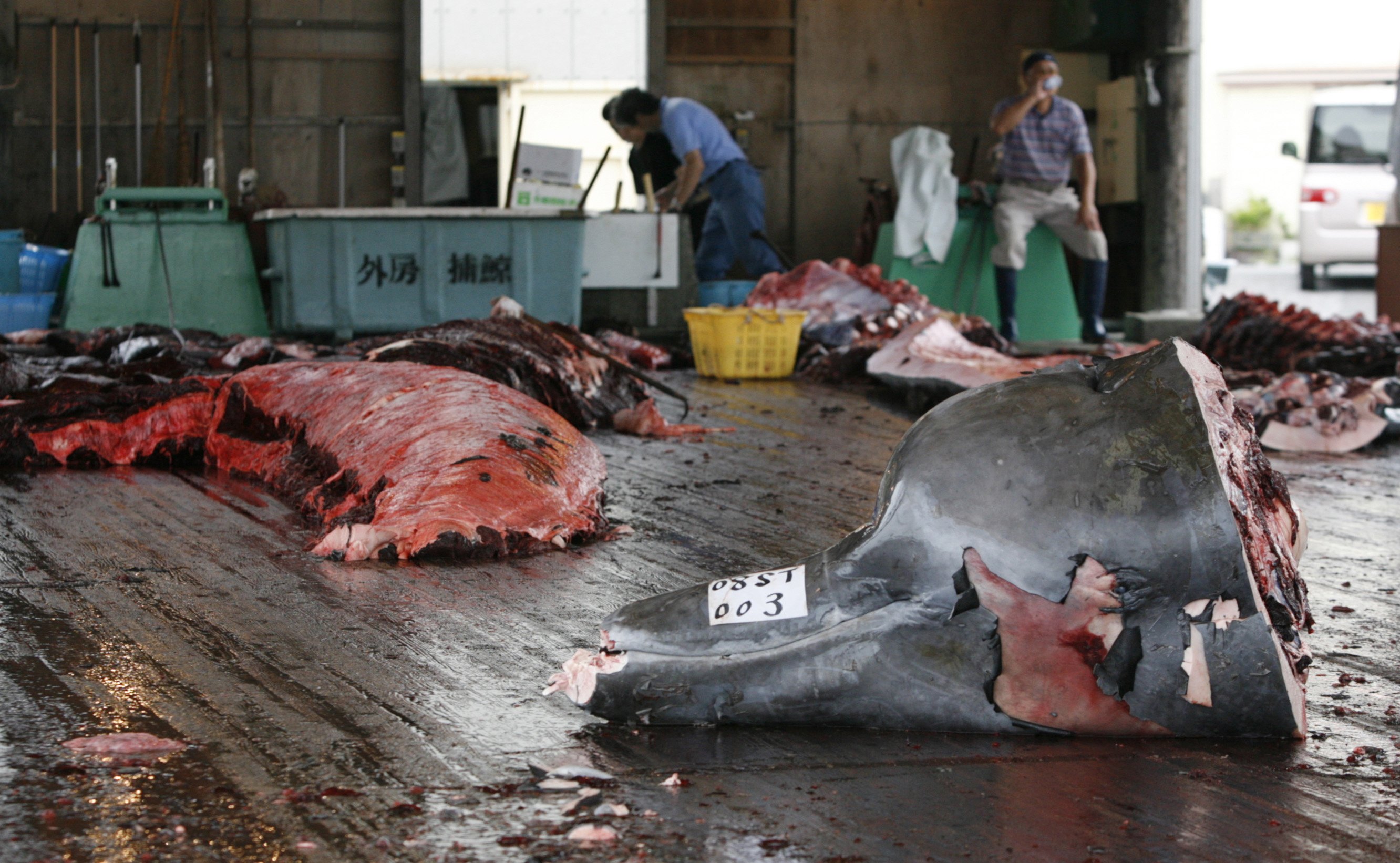 Workers rest after butchering a Baird's beaked whale at Wada port in Minamiboso, southeast of Tokyo. Photo: Reuters