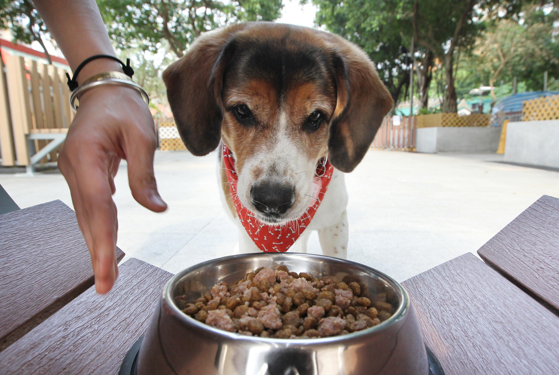 Give your pets dried food despite discovery of cancer toxins vets