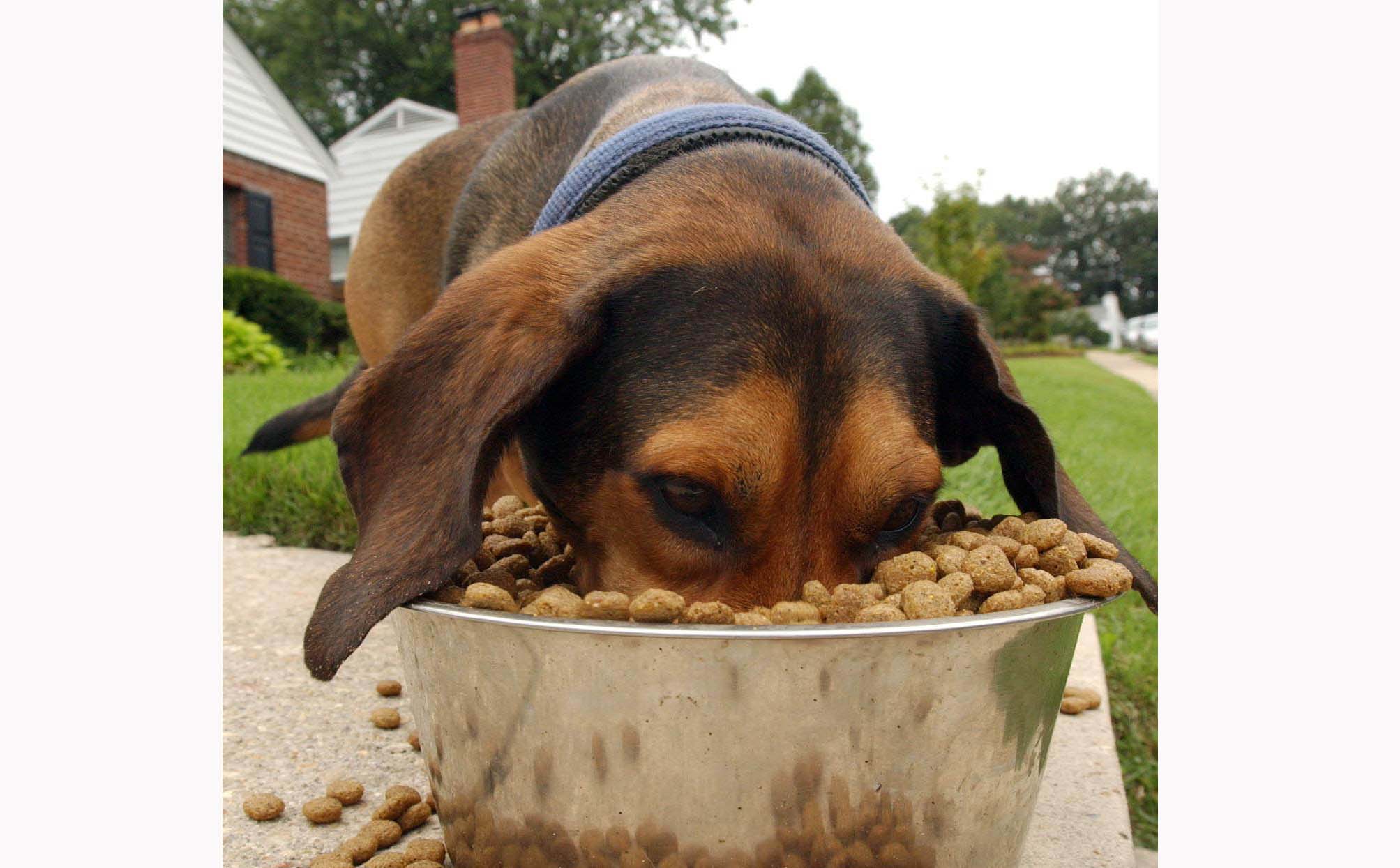 Give your pets dried food despite discovery of cancer toxins vets