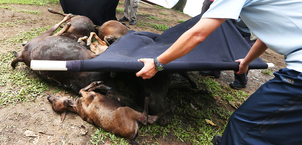 The pilot who discovered the dead cows said that if a car had hit them it would no longer be drivable. Photo: Sam Tsang
