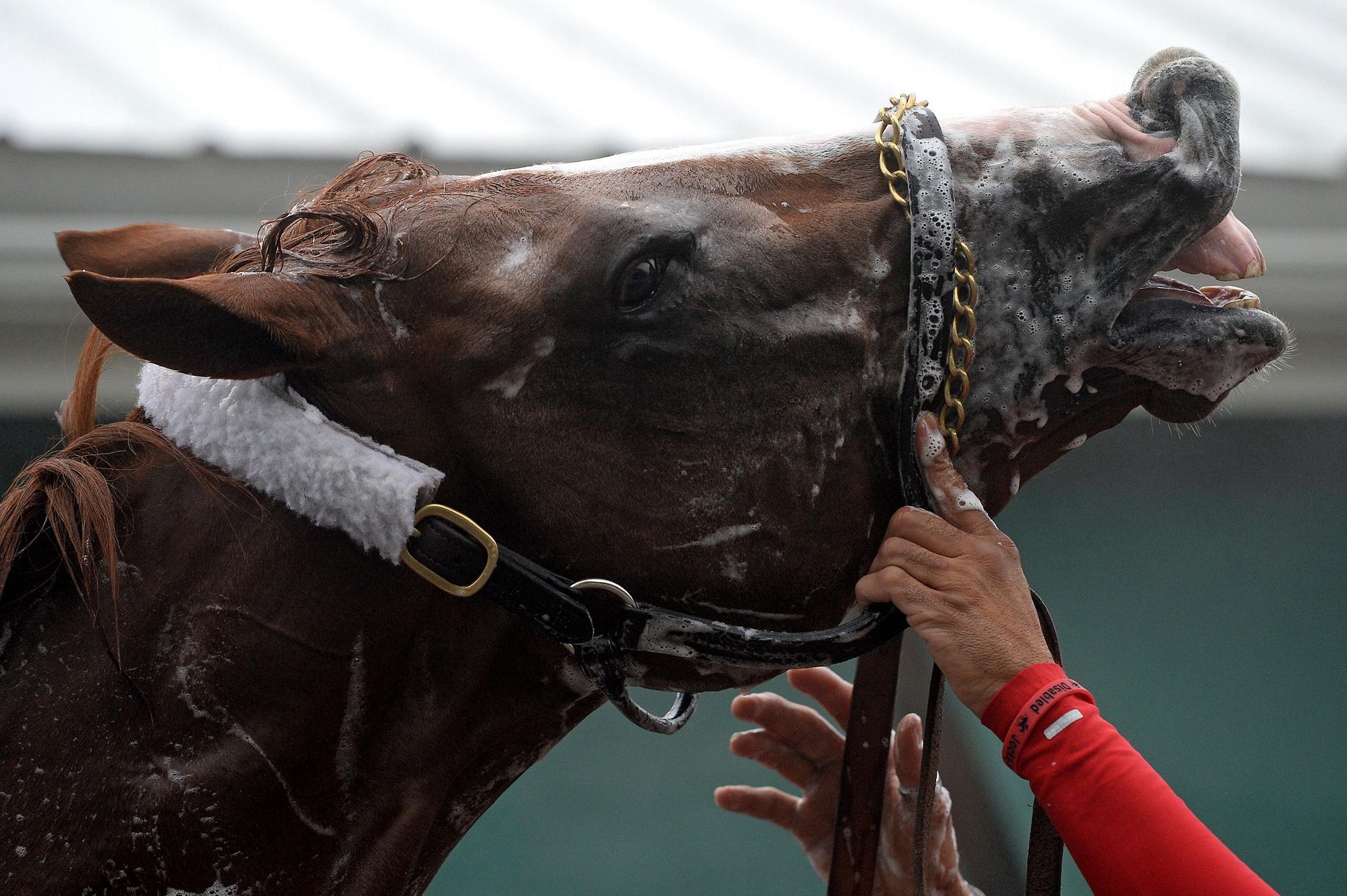 California Chrome gets a wash at the Pimlico Race Course. Photo: AFP