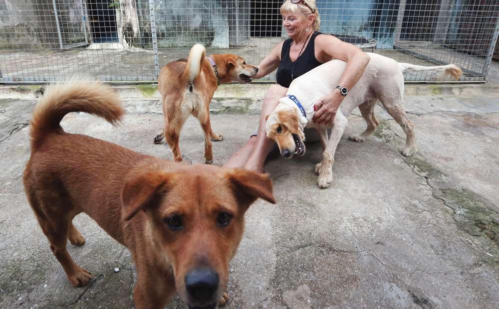 Sai Kung Stray Friends chairwoman Narelle Pamuk with three of the dogs that have until June 20 to find a home. Photo: Nora Tam