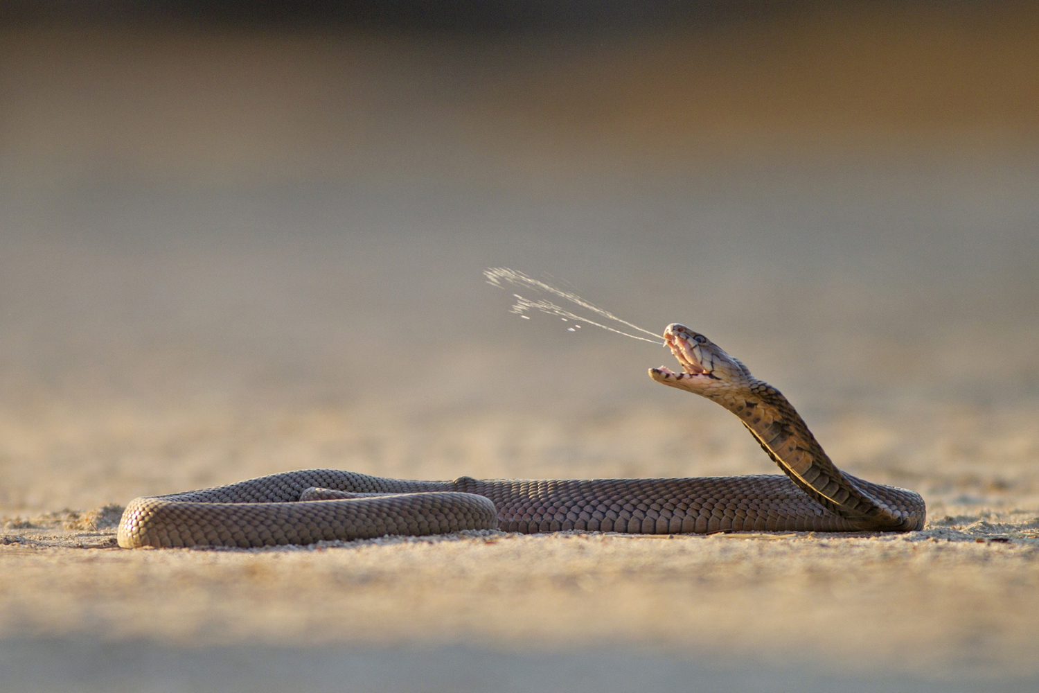 A Mozambique spitting cobra. Photos: Kadoorie Farm & Botanic Garden; Corbis; AFP