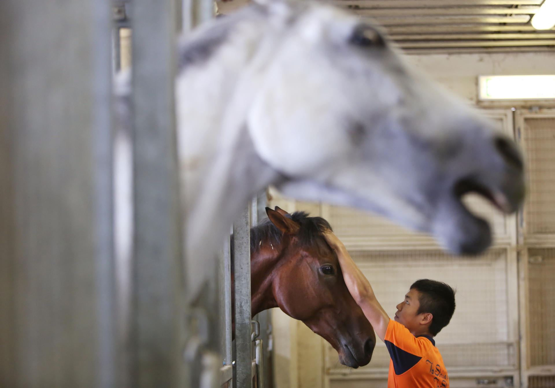 Trainee Chris Pang tends to one of the horses at the Jockey Club's talent development stable at the Sha Tin Racecourse. Photo: Sam Tsang