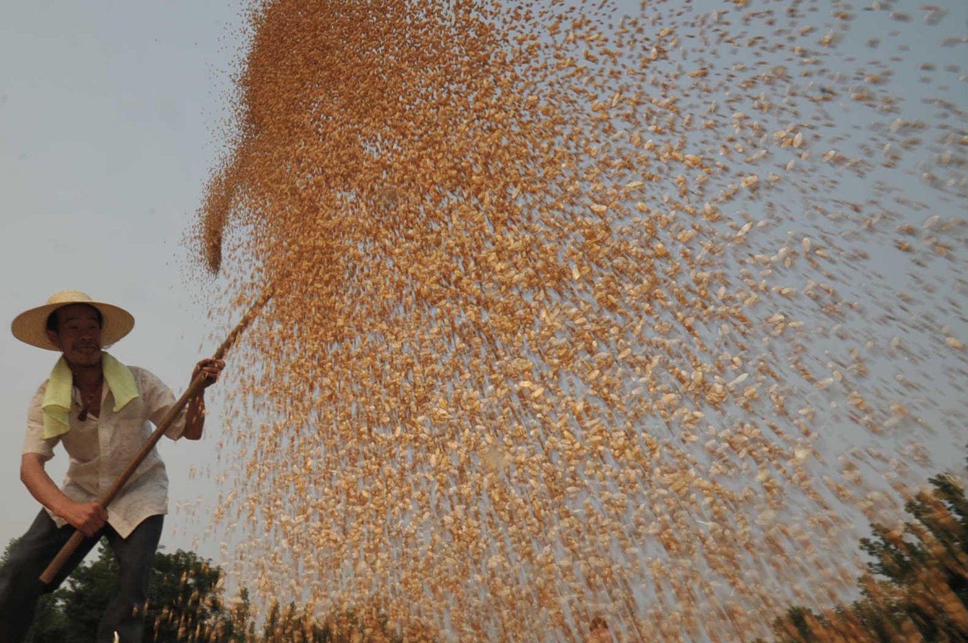 Harvested wheat near Yuncheng, Shanxi. The mainland uses a third of the global total of fertiliser annually. Photo: Xinhua