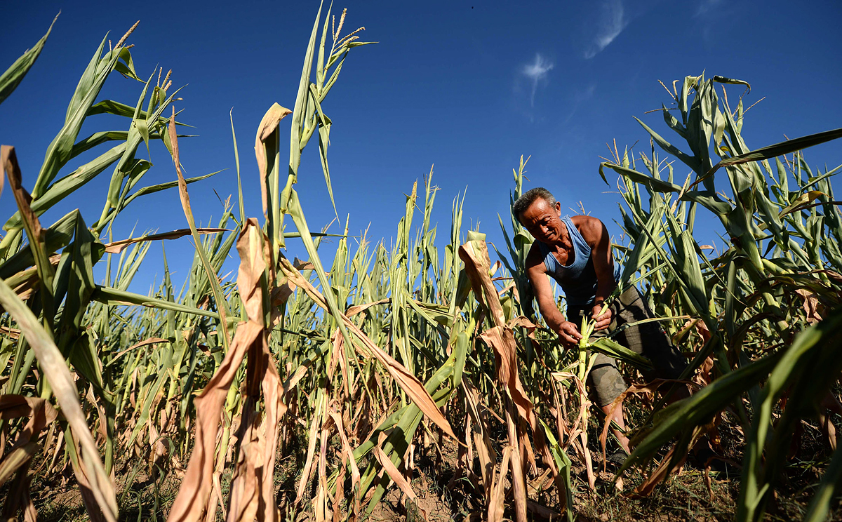 A farmer checks his drought-hit corn field in Zhizhushan village in Liaoning. Photo: Xinhua
