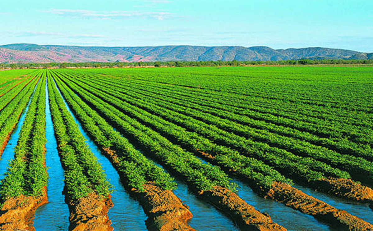 The government says crops grown in northern Australia could help feed Asia. Photo: Western Australian Agriculture Authority