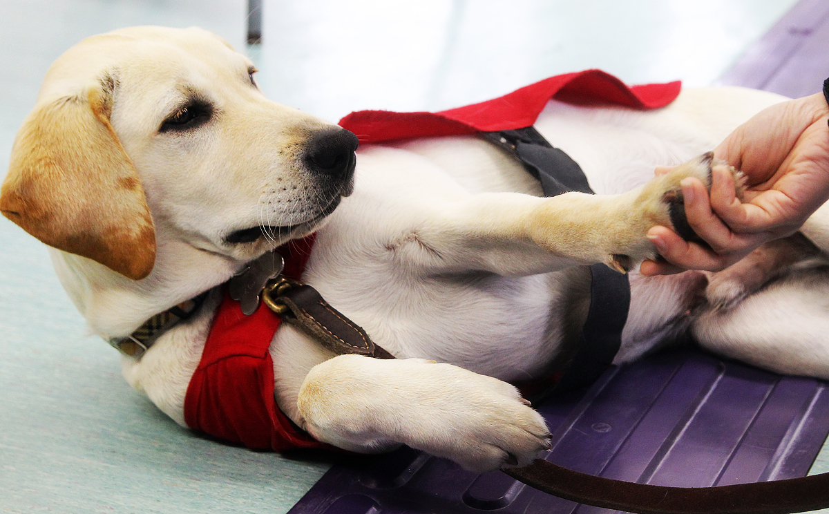 A guide dog was stabbed in Saitama Prefecture, near Tokyo, when its owner was taking a train to work. (File picture) Photo: Oliver Tsang