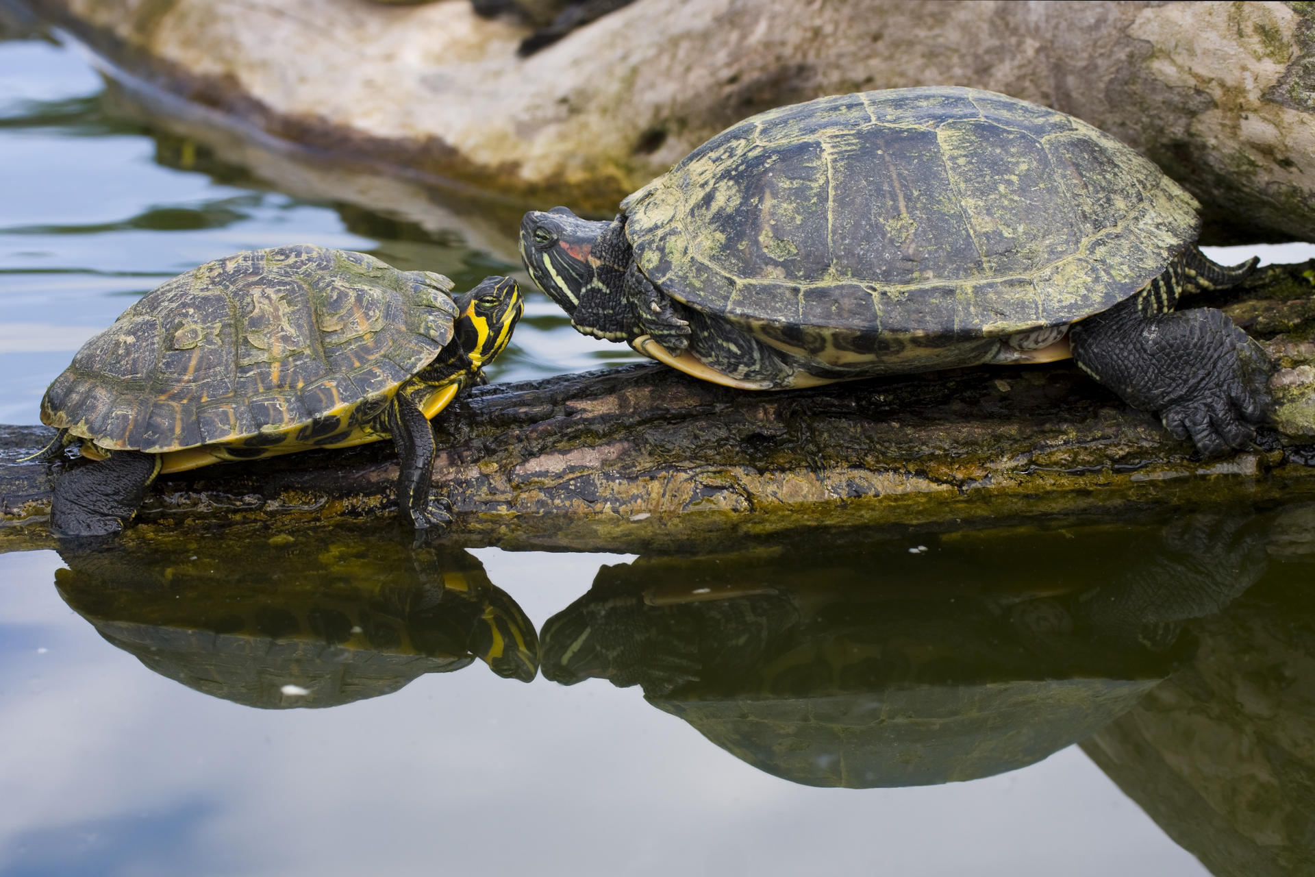 Red-eared sliders are among the most popular pet turtle species in Hong Kong. Photos: Thinkstock
