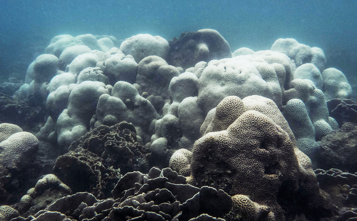 Coral in the waters off Sharp Island in Sai Kung has turned white - a sign that it is dying. Photo: Eco-Education and Resources Centre