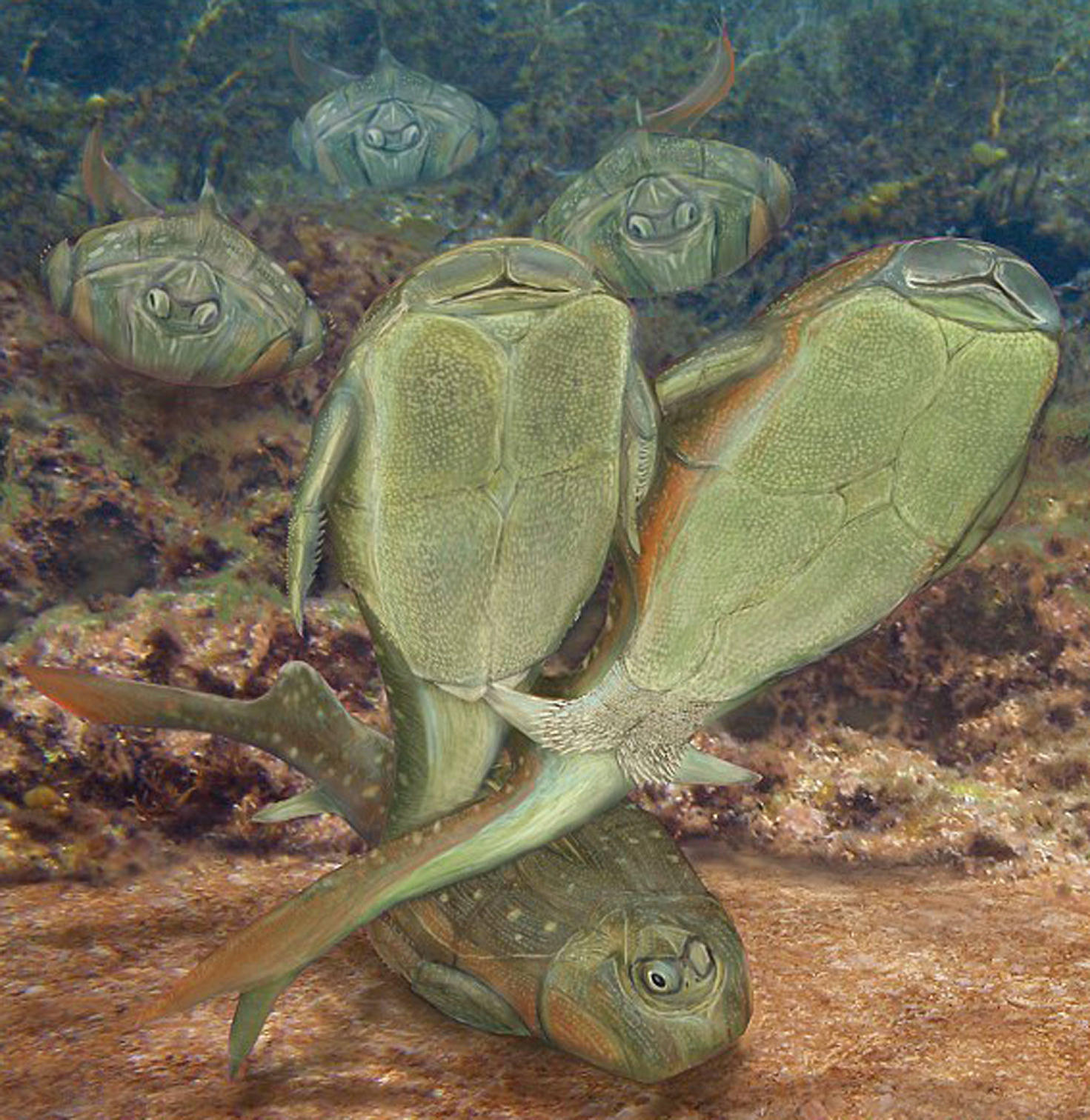 Ancient Scottish fish first to have sex, and sideways too, fossil find  shows | South China Morning Post