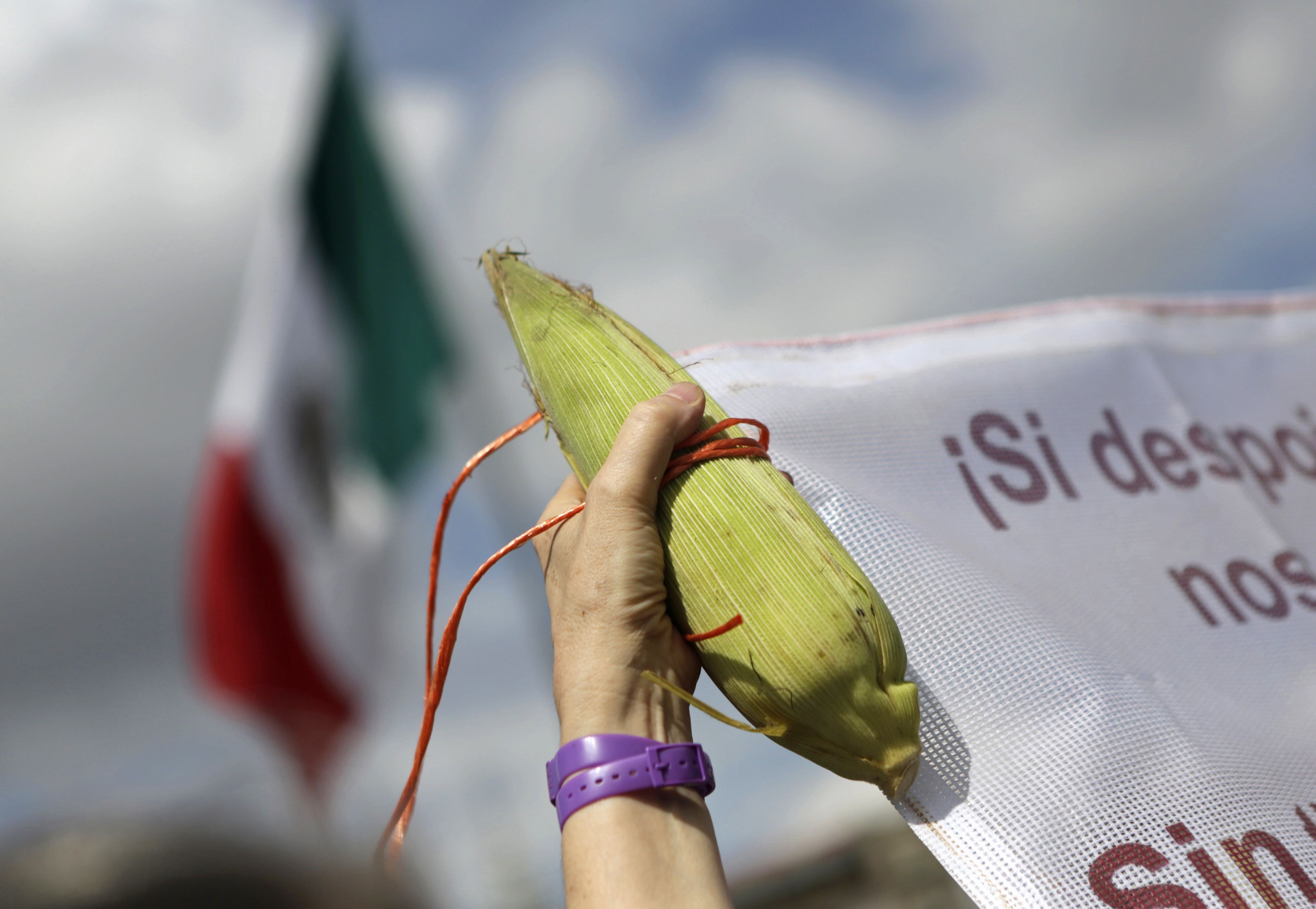 Farmers and activists protest against Monsanto last month in Mexico City, calling for a ban on genetically modified corn. Photo: Reuters