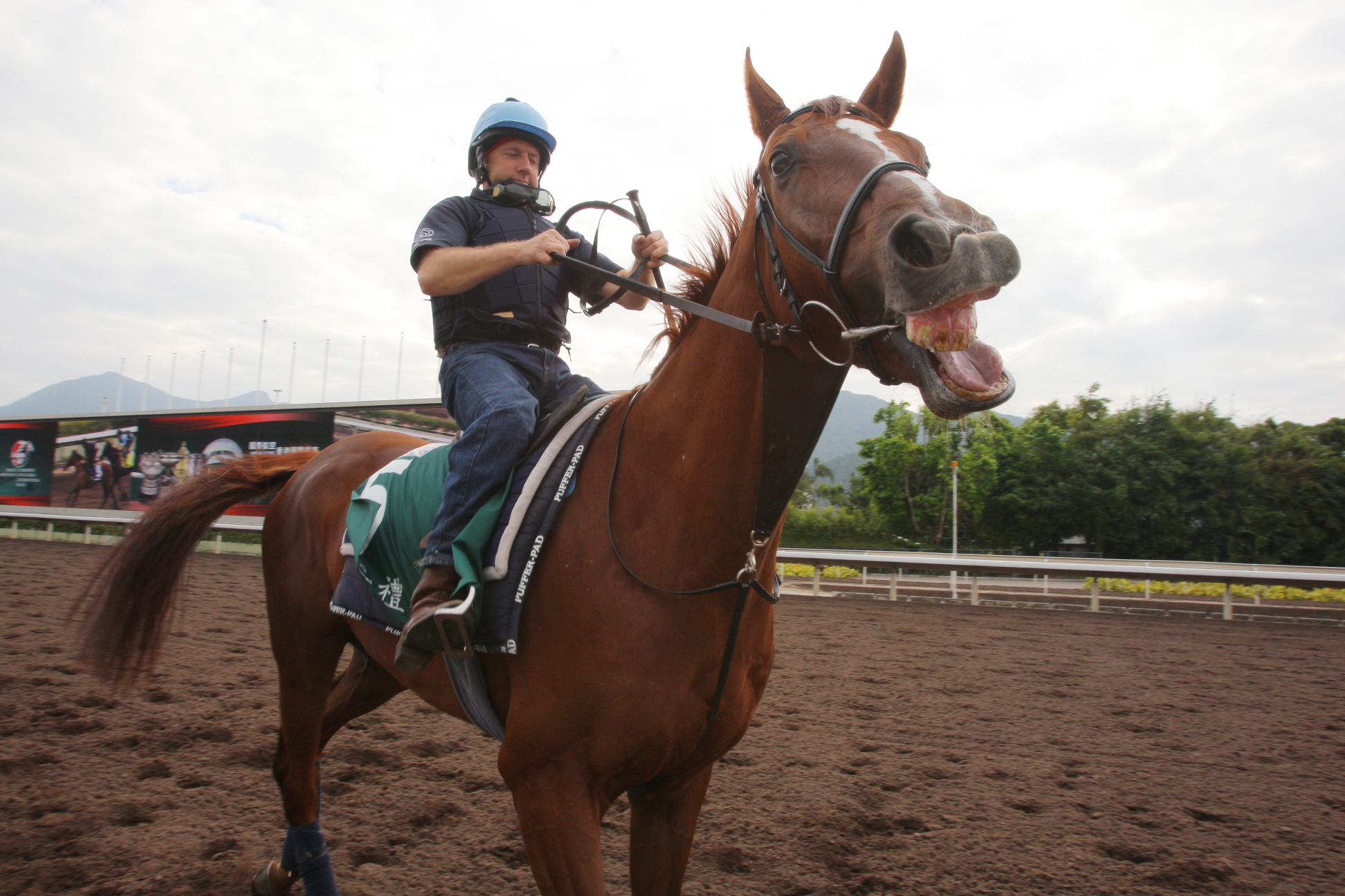 Red Cadeaux on the Sha Tin all-weather track before his first tilt at the Hong Kong Vase in 2011. Photo: Kenneth Chan