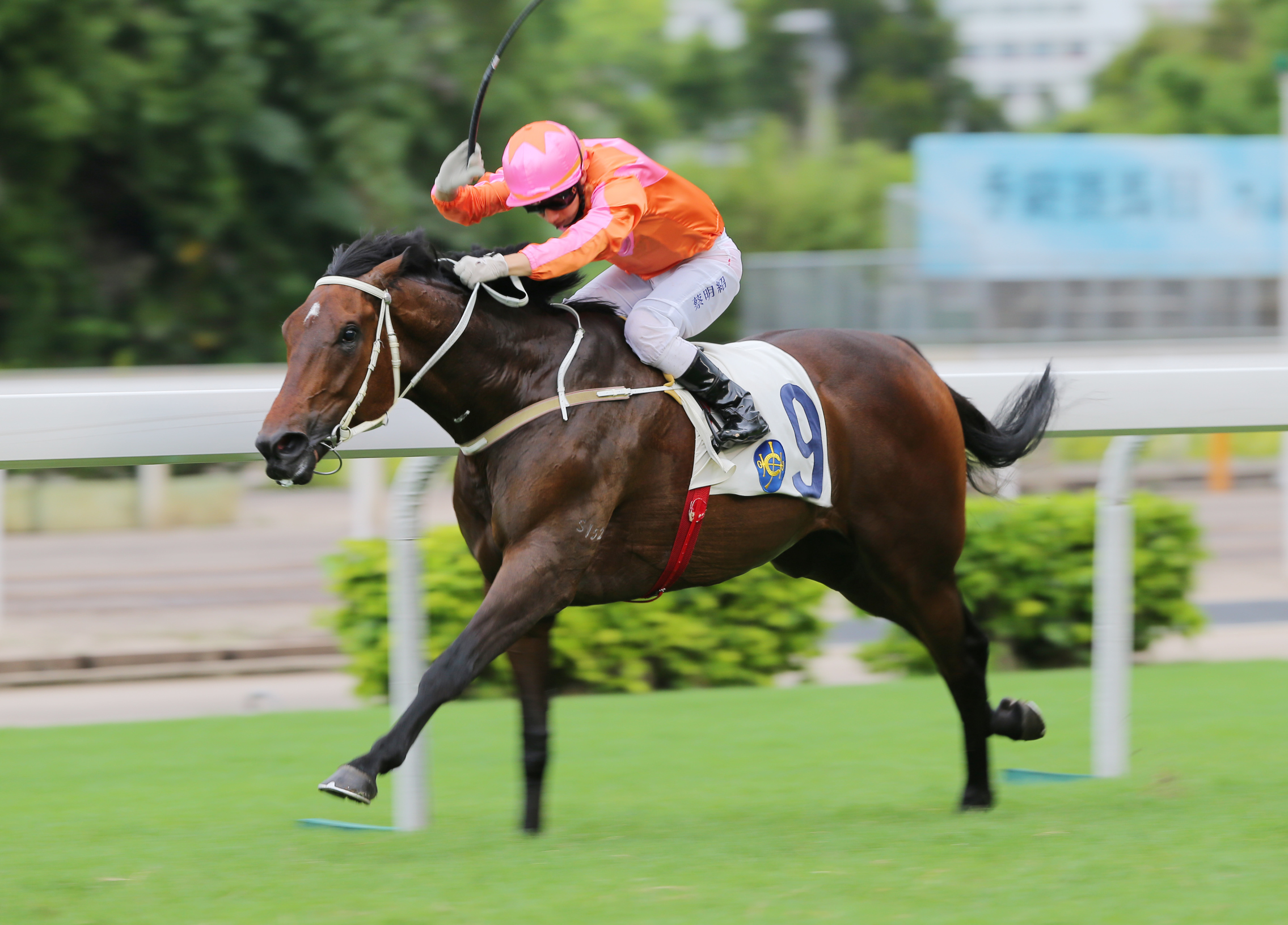 Helene Super Star wins in June. Cruz believes he is "definitely a Group horse and he could even win a Group One". Photo: Kenneth Chan