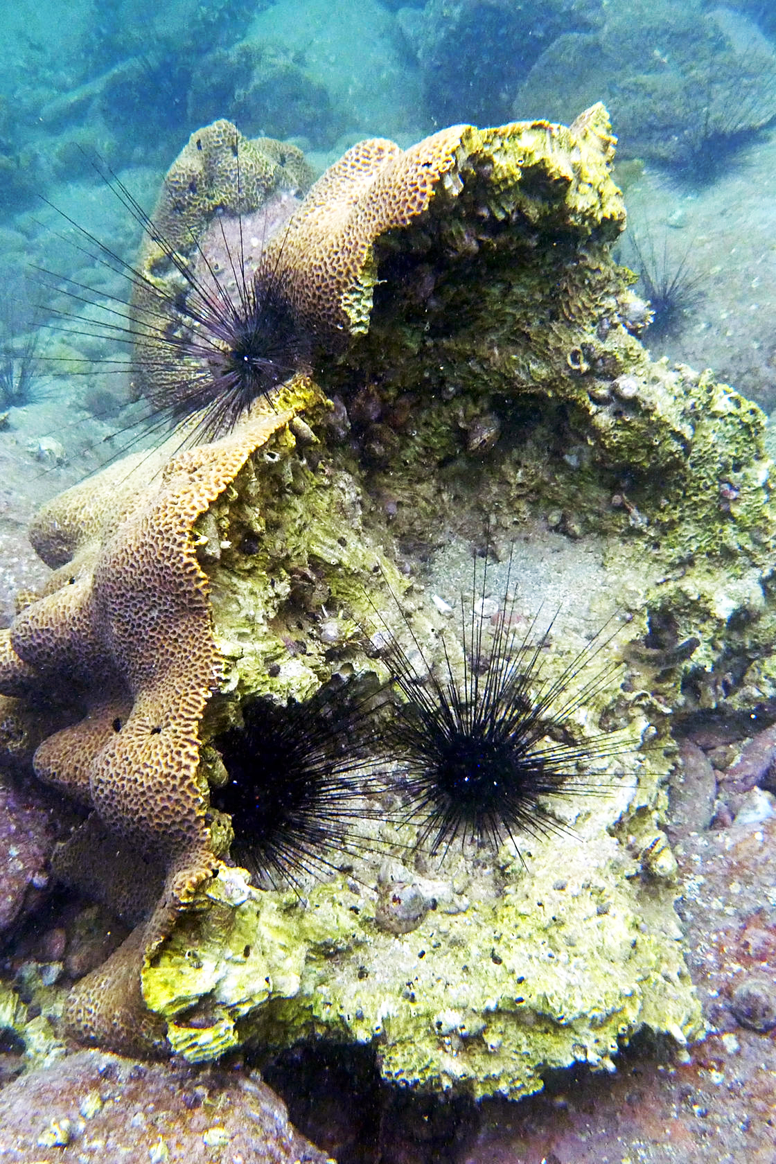 Hard coral cracked. Photo: Eco-Education and Resources Centre
