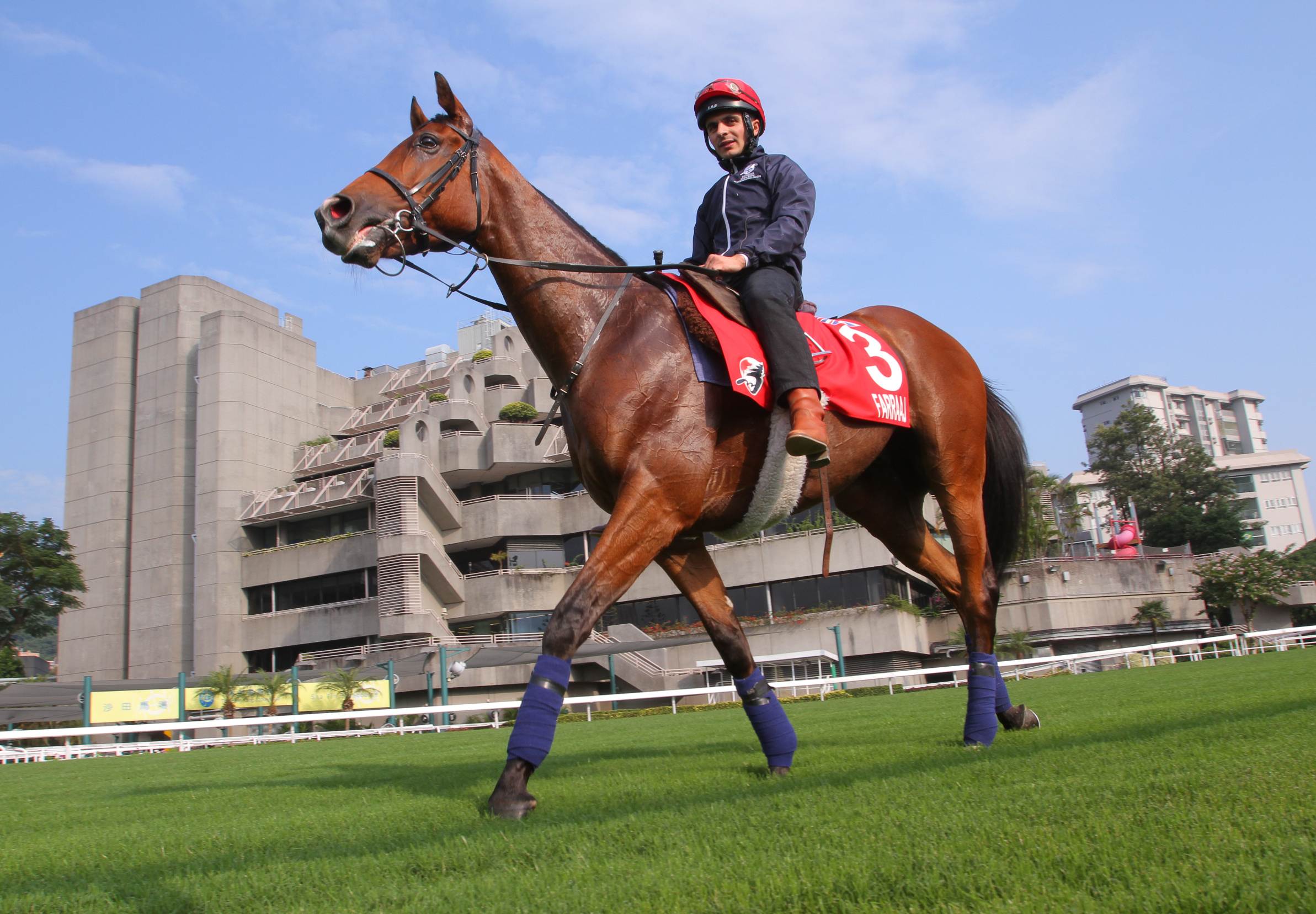 Farraaj is out to join the ranks of globetrotting marvels in the Hong Kong Cup. Photo: Kenneth Chan