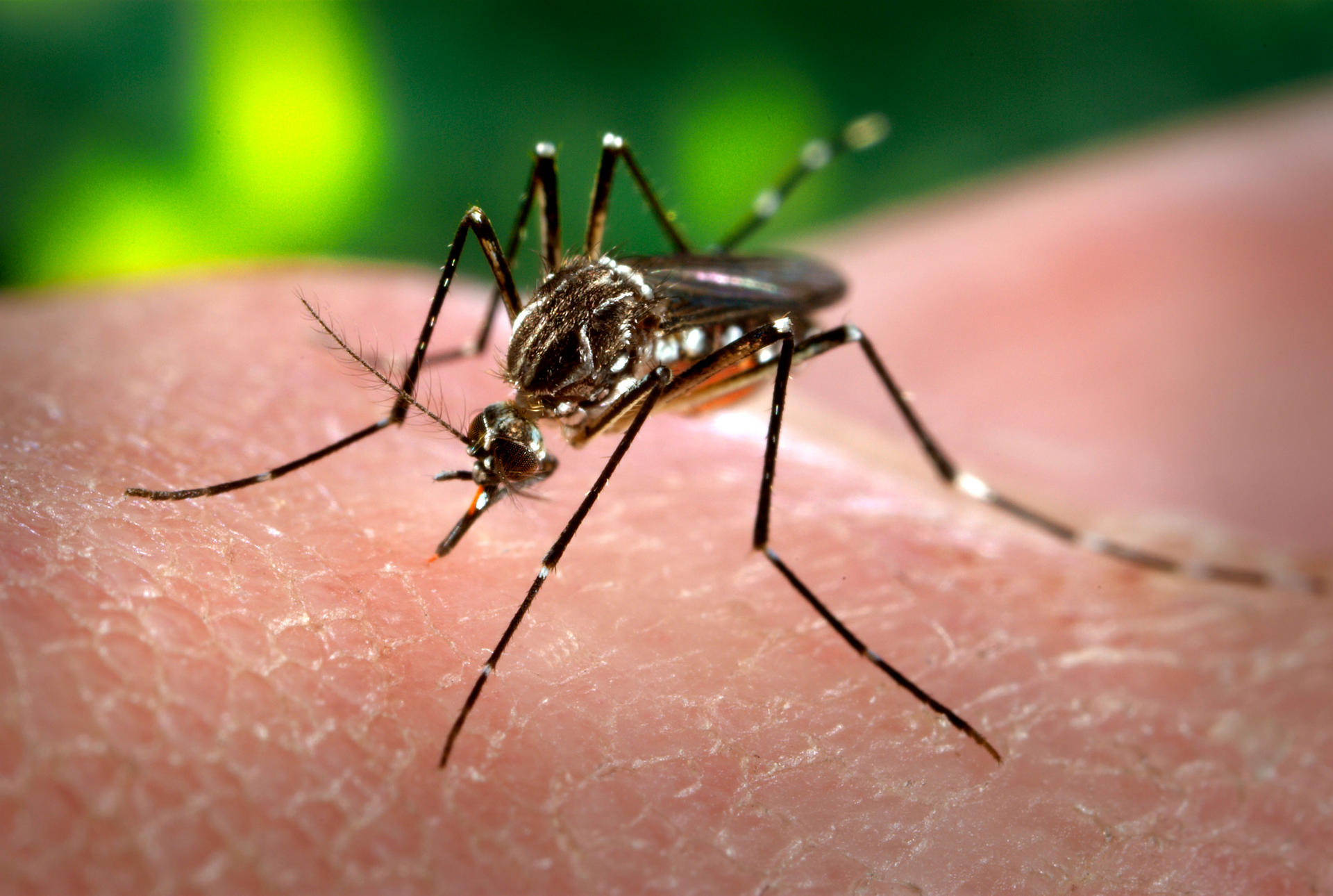 The Aedes aegypti mosquito is the main carrier of the dengue virus. 