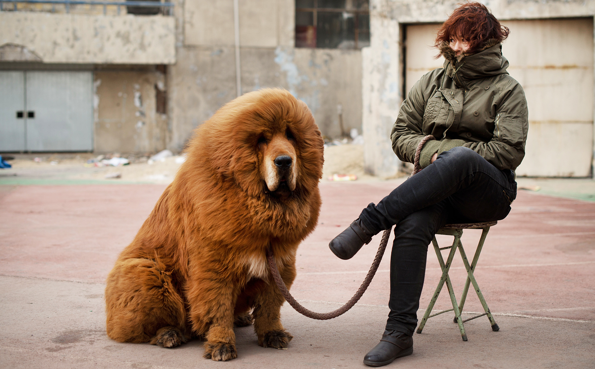 Around the nation: Couple in row over their Tibetan mastiffs after pets  bite eight neighbours | South China Morning Post