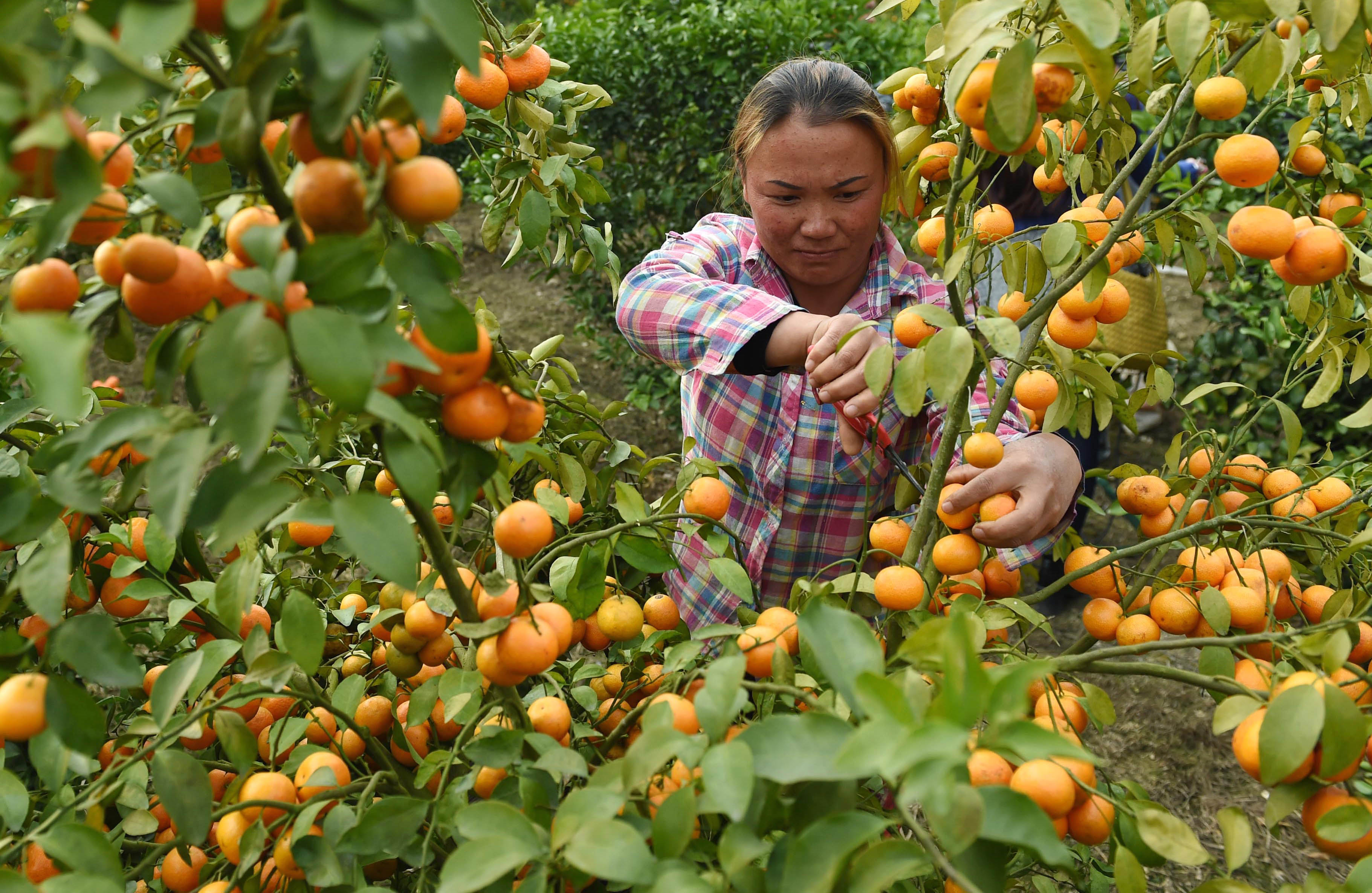 Beijing must overhaul farm management in China and unleash the creativity of its farms and farmers. Photo: Xinhua