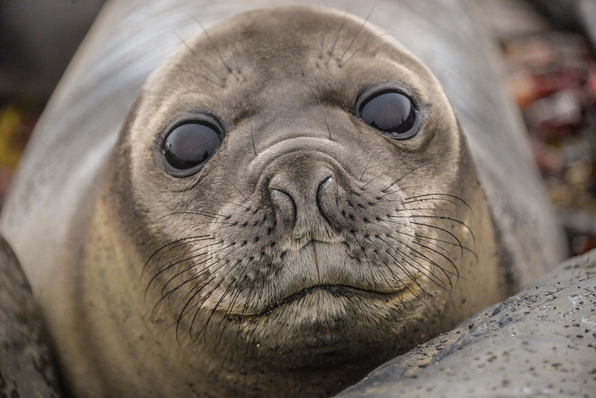 A curious seal