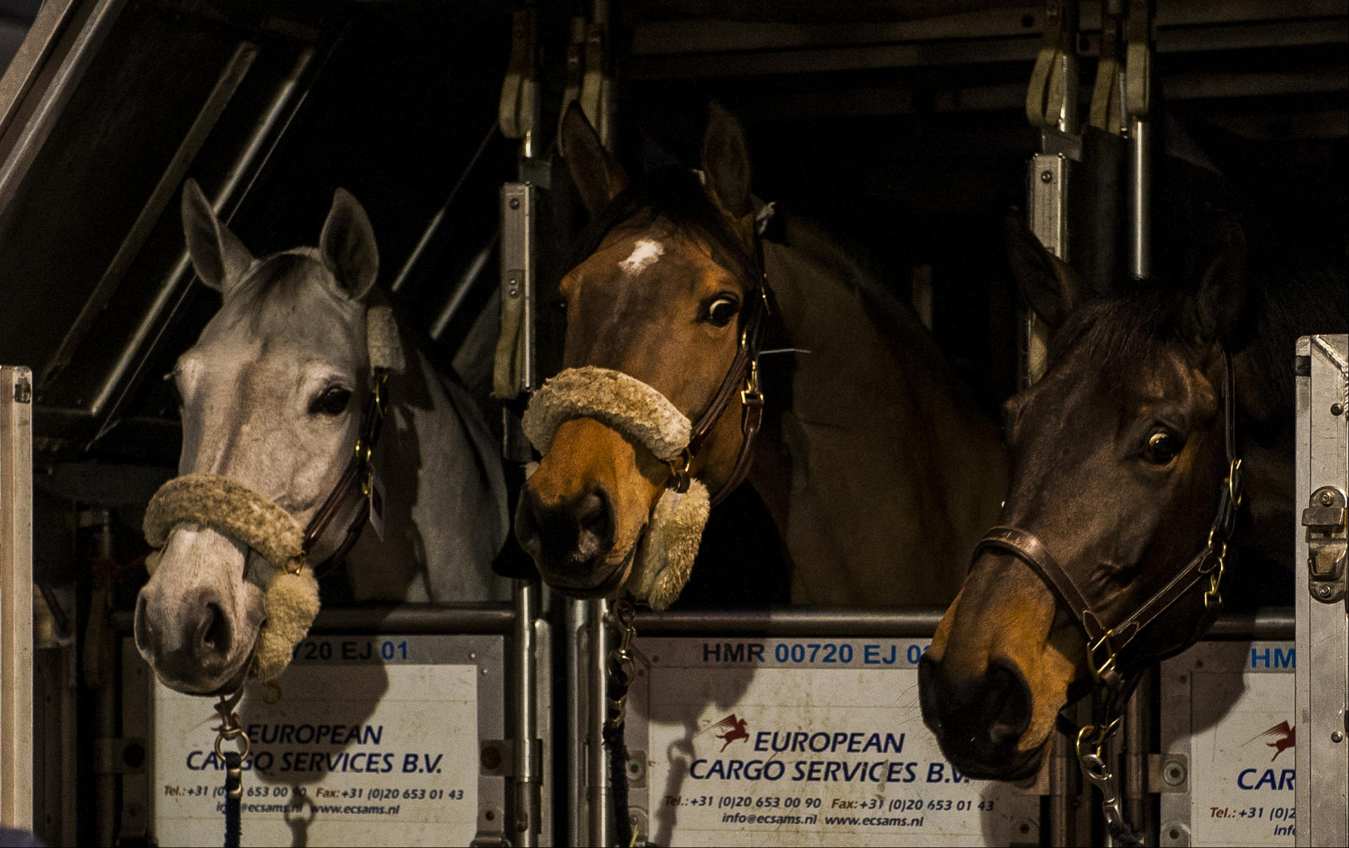 A little startled these horses may seem, but not surprising after their 13-hour flight from Belgium for the Longines Hong Kong Masters showjumping this weekend. Photo: SCMP Pictures