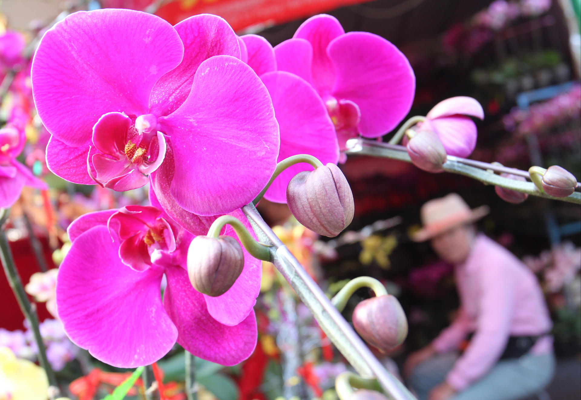Wild orchids spotted on sale in Mong Kok despite legal protection