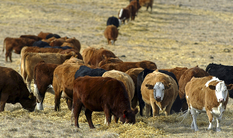 Cattle graze in a pasture in the foothills of the Rocky Mountains west of Calgary. Photo: Reuters