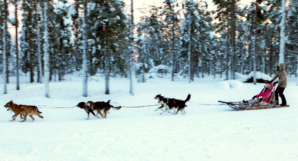 A tour through the forests on a sled pulled by a team of dogs is a unique experience. Photo: Xinhua