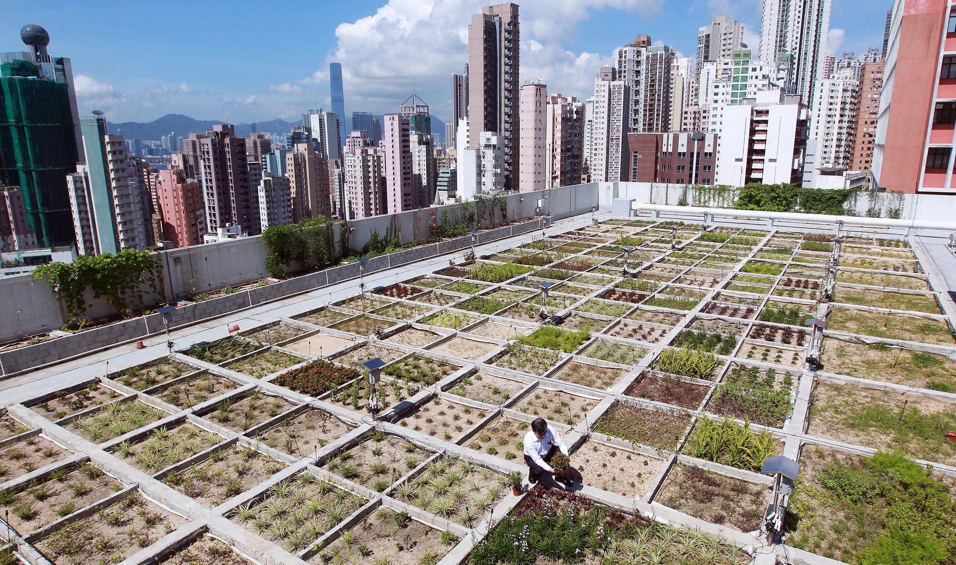 Rooftop garden with a view. Photo: K.Y. Cheng