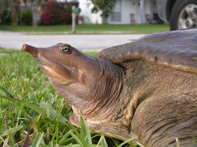 An American soft-shelled turtle. Photo: Public domain