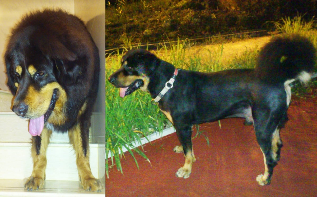 The Color Wars | Modern Molosser, image size:1200x744