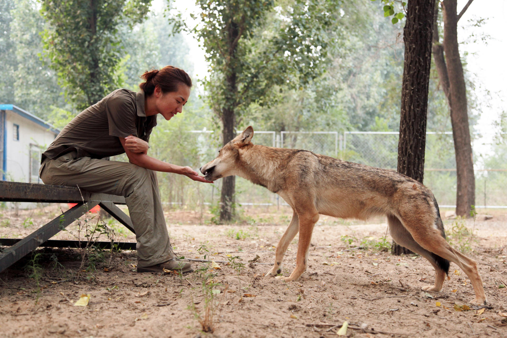 Rain Wu was asked to help care for wolves featured in the China-set film, Wolf Totem. Photo: SCMP