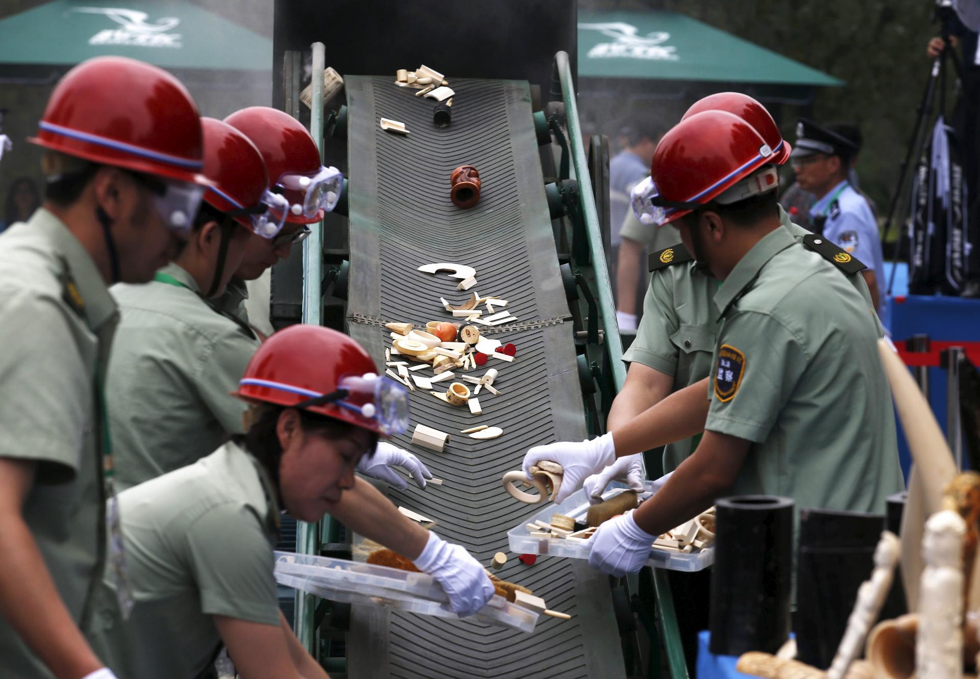 Officials place ivory products on a conveyor belt to be crushed. Photo: Reuters