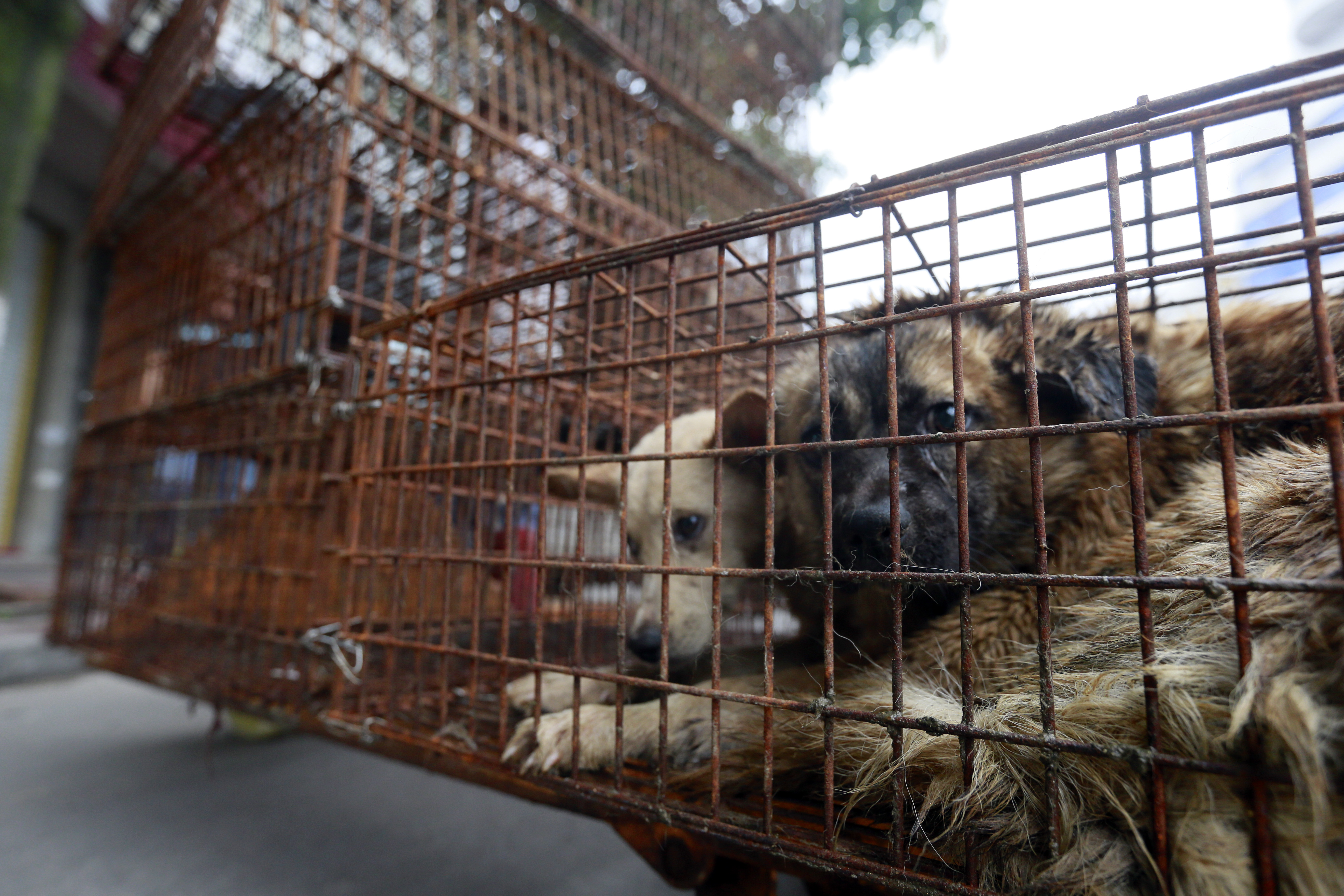 Caged dogs in Yulin waiting to be transferred to a slaughterhouse. Photo: AP Images