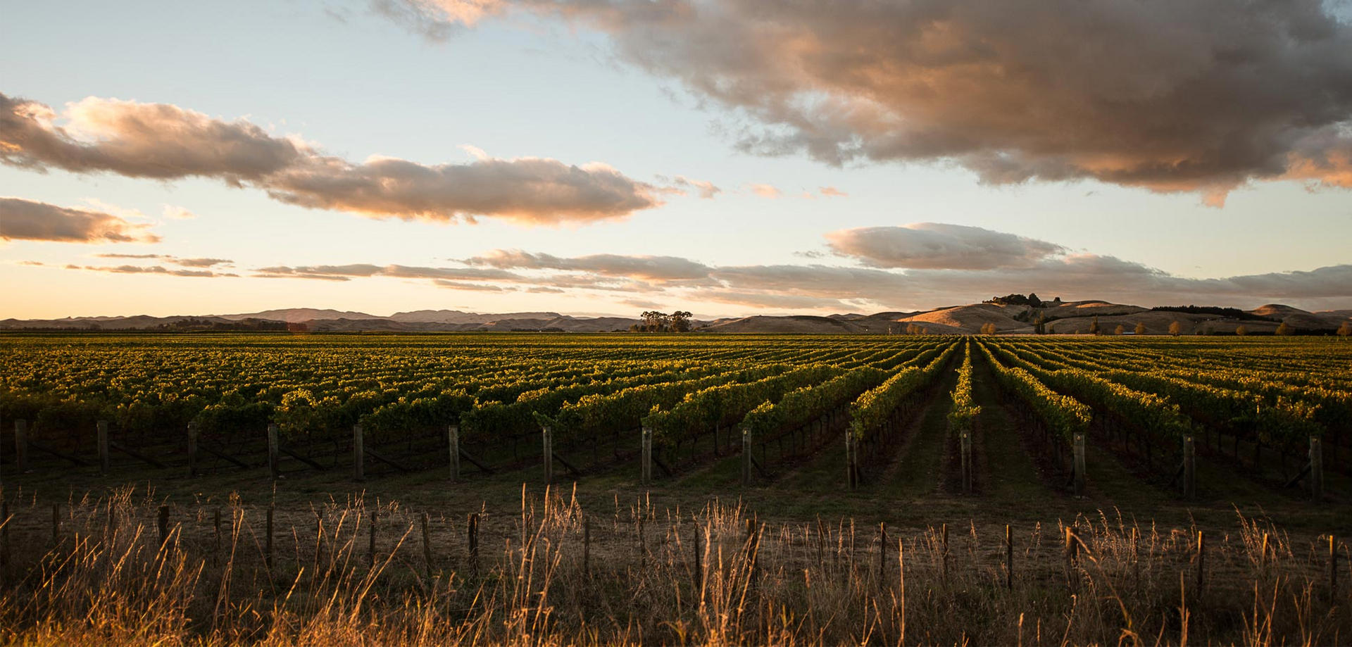 Vidal Estate in Hawke's Bay enjoys a mild maritime climate.