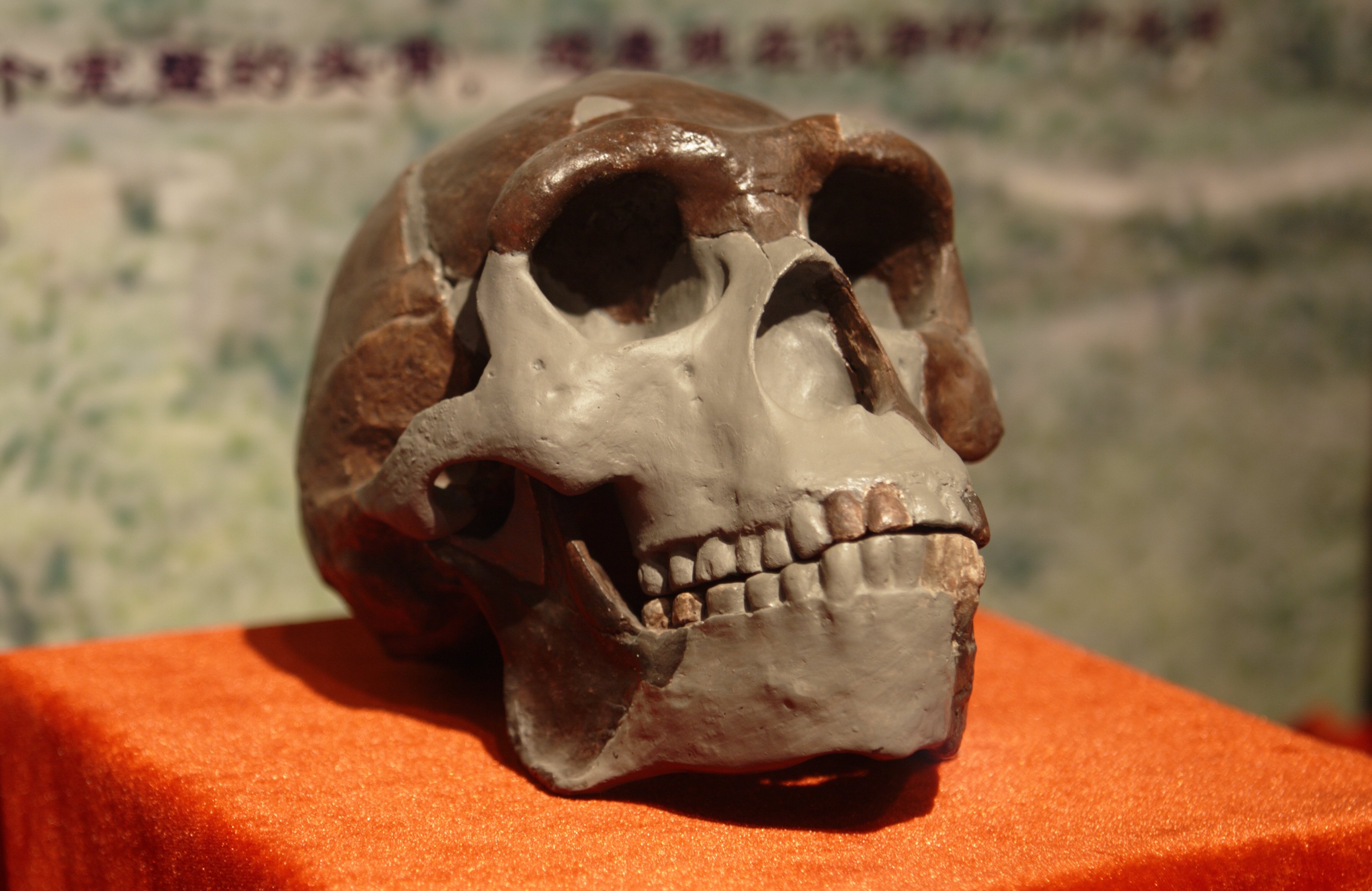 Skull of the Peking man. Fossils found near Xuchang in northern China are thought to fill a missing link between the Peking man and modern Chinese. Photo: Wikipedia