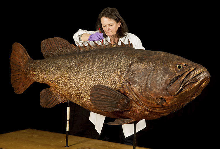 An employee prepares a giant grouper for the "Coral Reefs: Secret Cities of the Sea" exhibition at London's Natural History Museum.