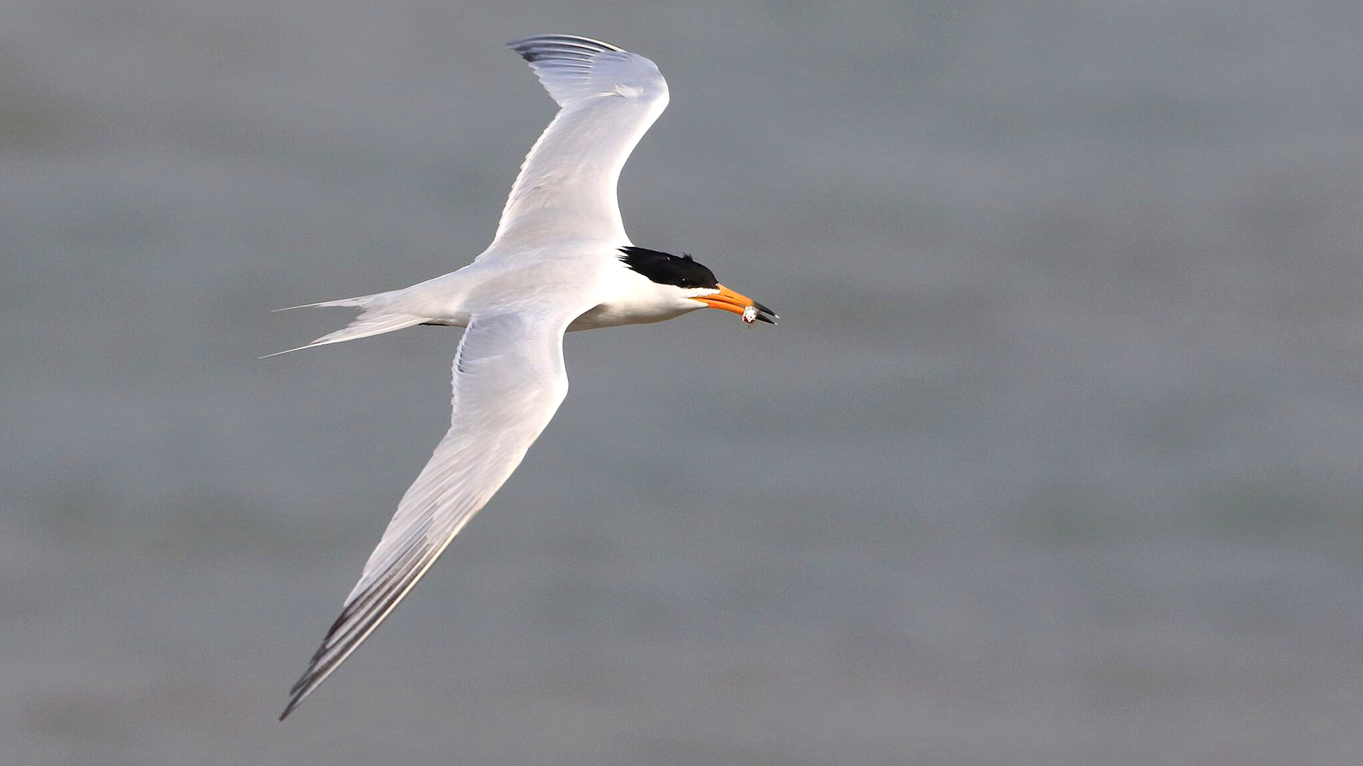 The Chinese crested tern is one of the most threatened seabirds worldwide. Photo: Birdlife International