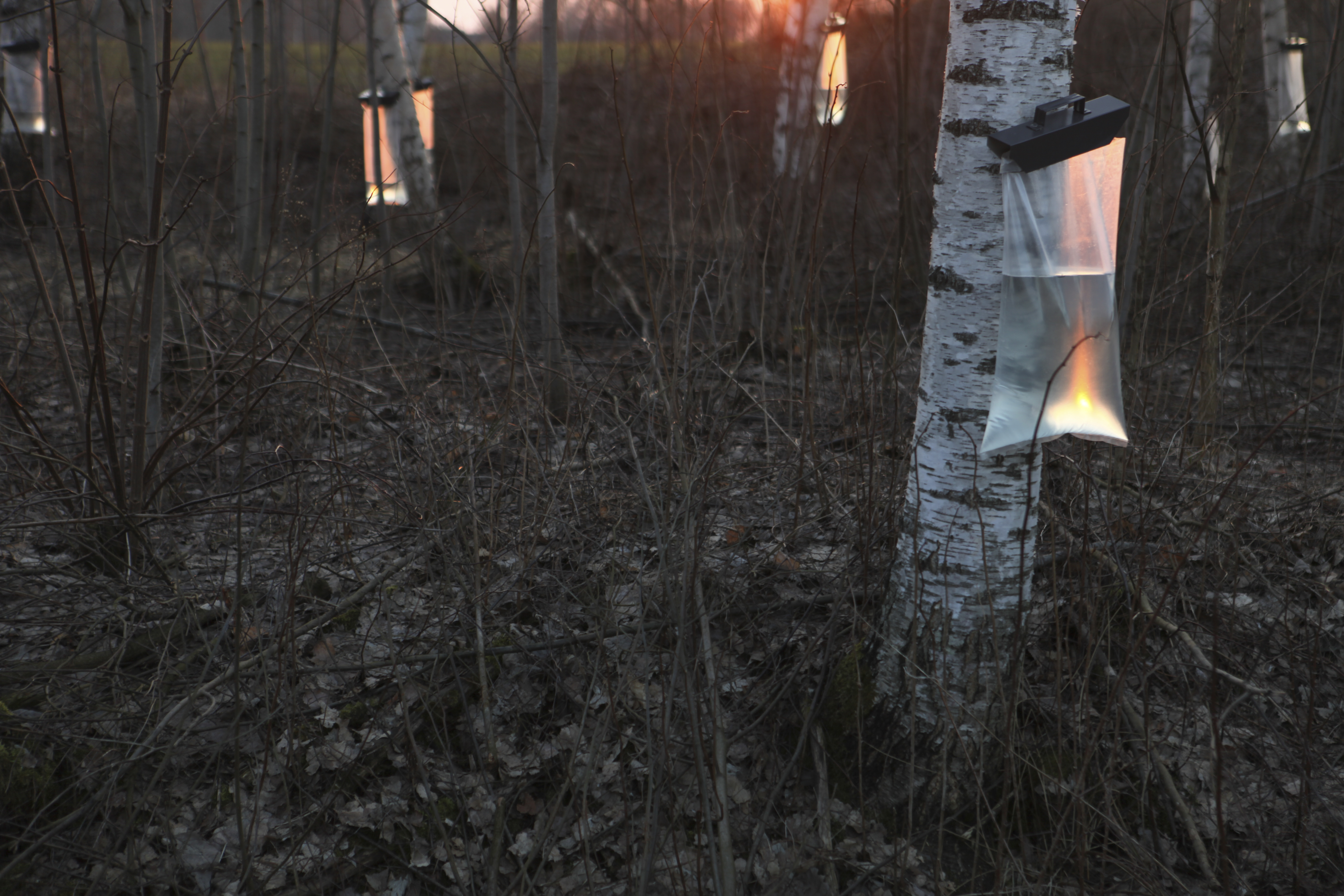 Forget Coconut Water: Why We'll All Be Drinking Water From Birch Trees This  Summer