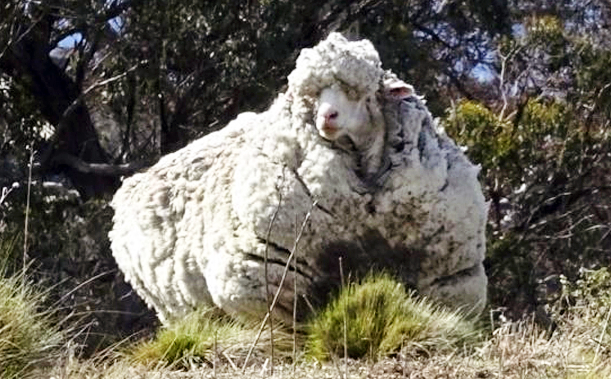 特撮 Sheep The Sheep: A Ghastly Game where Sheep are the Apex Predator by